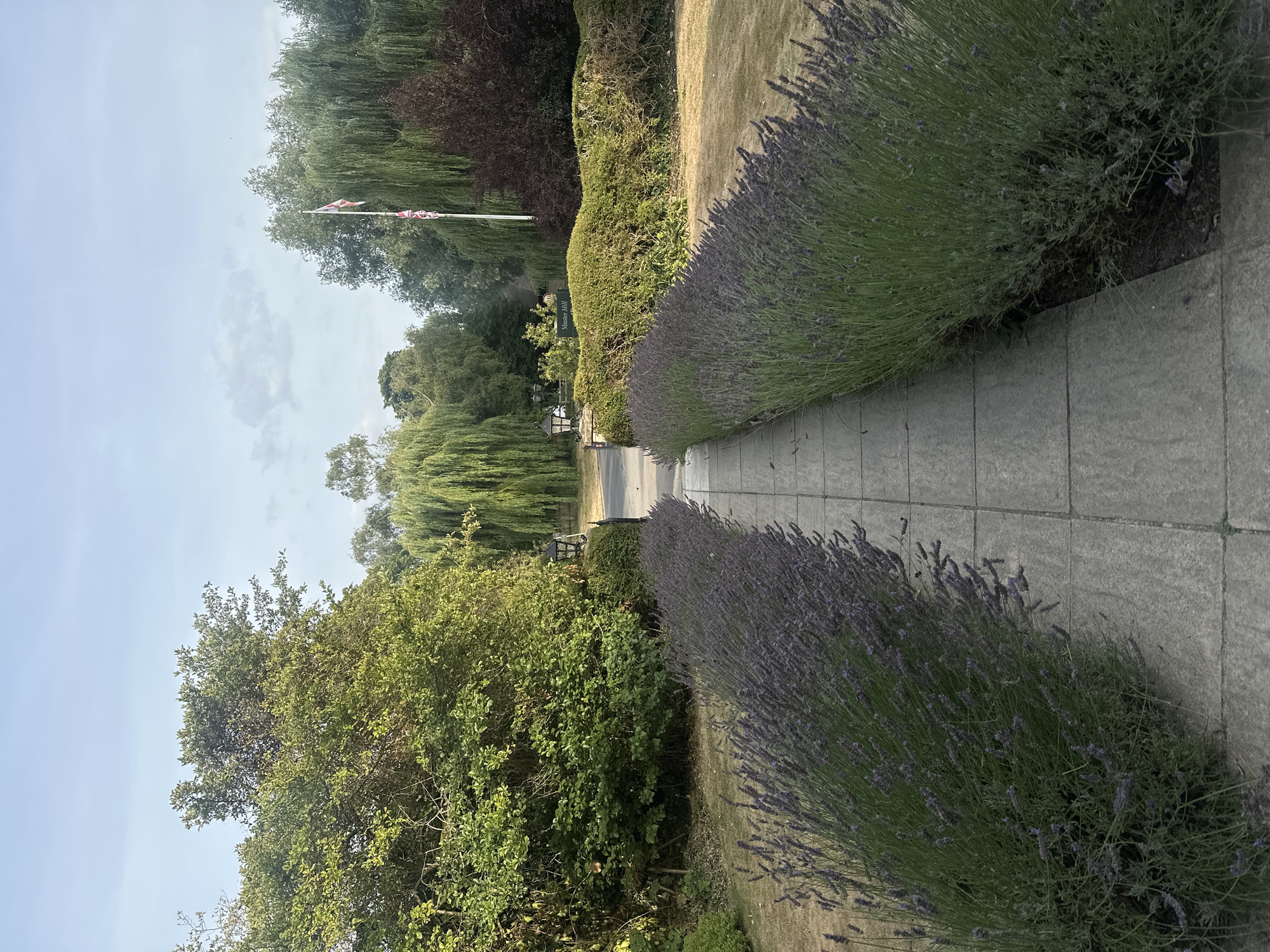 A pathway of light-colored rectangular paving stones leads forward through a garden. The path is flanked on both sides by manicured lavender bushes, which are a deep green with purple flower spikes. To the left of the path, there is a dense green hedge and beyond that, a large deciduous tree with lush green foliage. To the right of the path, beyond the lavender, is a dry, golden-brown lawn and more manicured bushes. In the background, a white flag pole with two Union Jack flags is visible, as is a dark red, leafy tree and several weeping willow trees with long, drooping branches. A sign reading "Munster Mill" is affixed to a hedge. The sky is a pale blue with wispy clouds, and the overall lighting suggests it is either early morning or late afternoon. There are no people visible in the image.