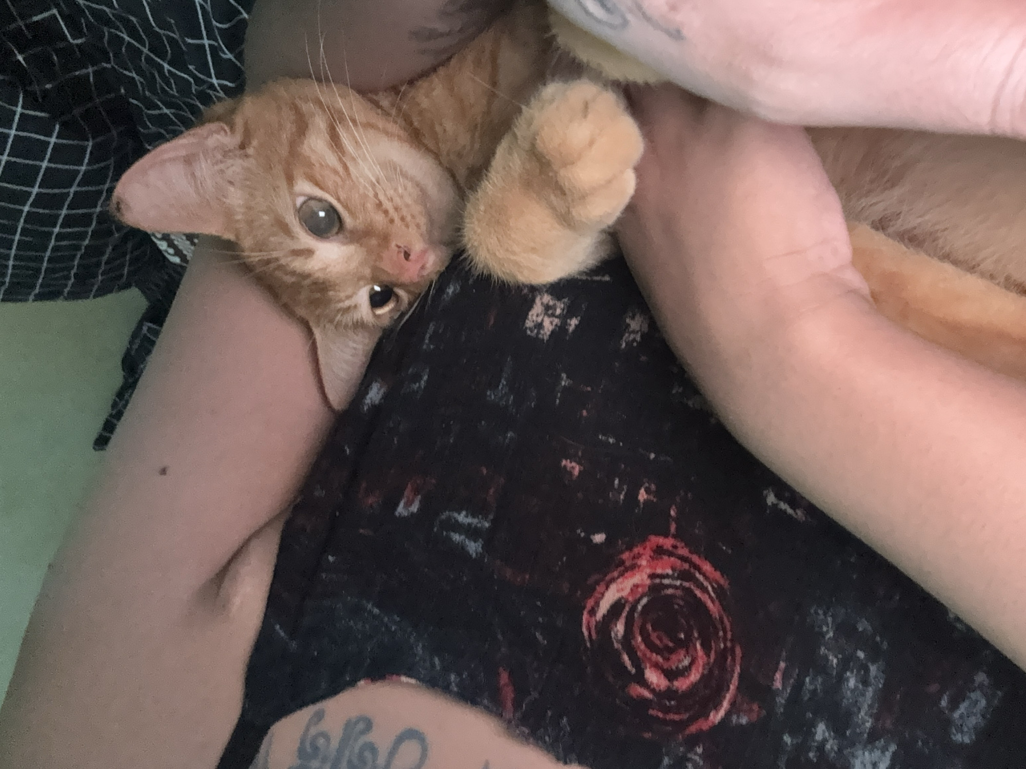 A person is holding an orange tabby cat in their arms. The cat is lying on its side, looking at the camera. The person is wearing a black shirt with a rose design on it. The background is blurry. The location is Unknown, Unknown.