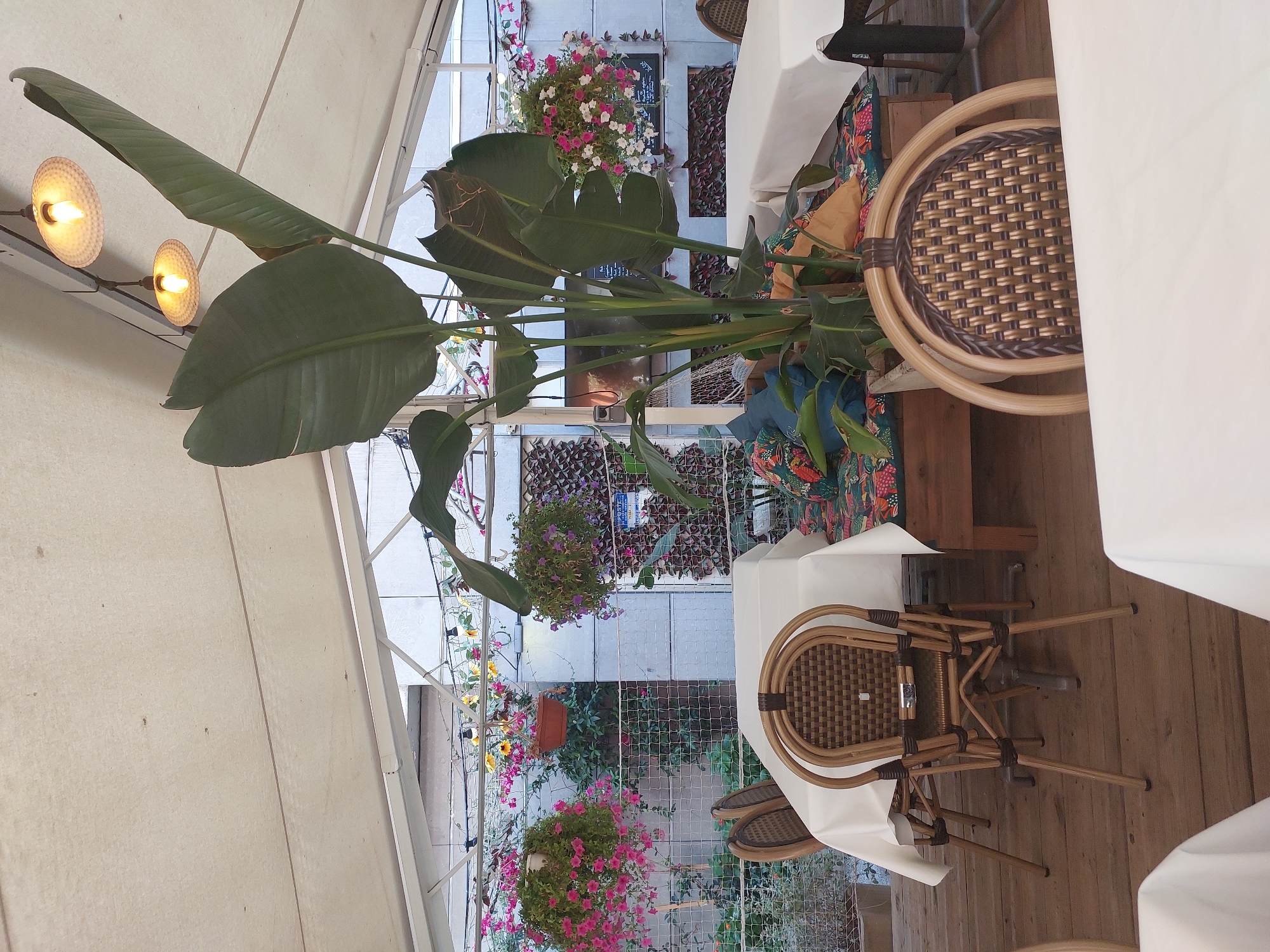 The image depicts an outdoor dining area under a white canopy, likely at a restaurant in Antibes, France. The space features several tables covered with white tablecloths, and wicker chairs with woven seats and backs are positioned around them. A large potted plant with broad, green leaves stands prominently in the center of the scene. Several hanging baskets overflowing with pink and white flowers are suspended from the canopy or adjacent structures, adding a touch of color to the environment. In the background, there is a wall adorned with decorative elements, possibly a textured tile or mosaic pattern. String lights are visible overhead. The floor is made of wooden planks. The overall atmosphere suggests a relaxed outdoor setting for dining.
