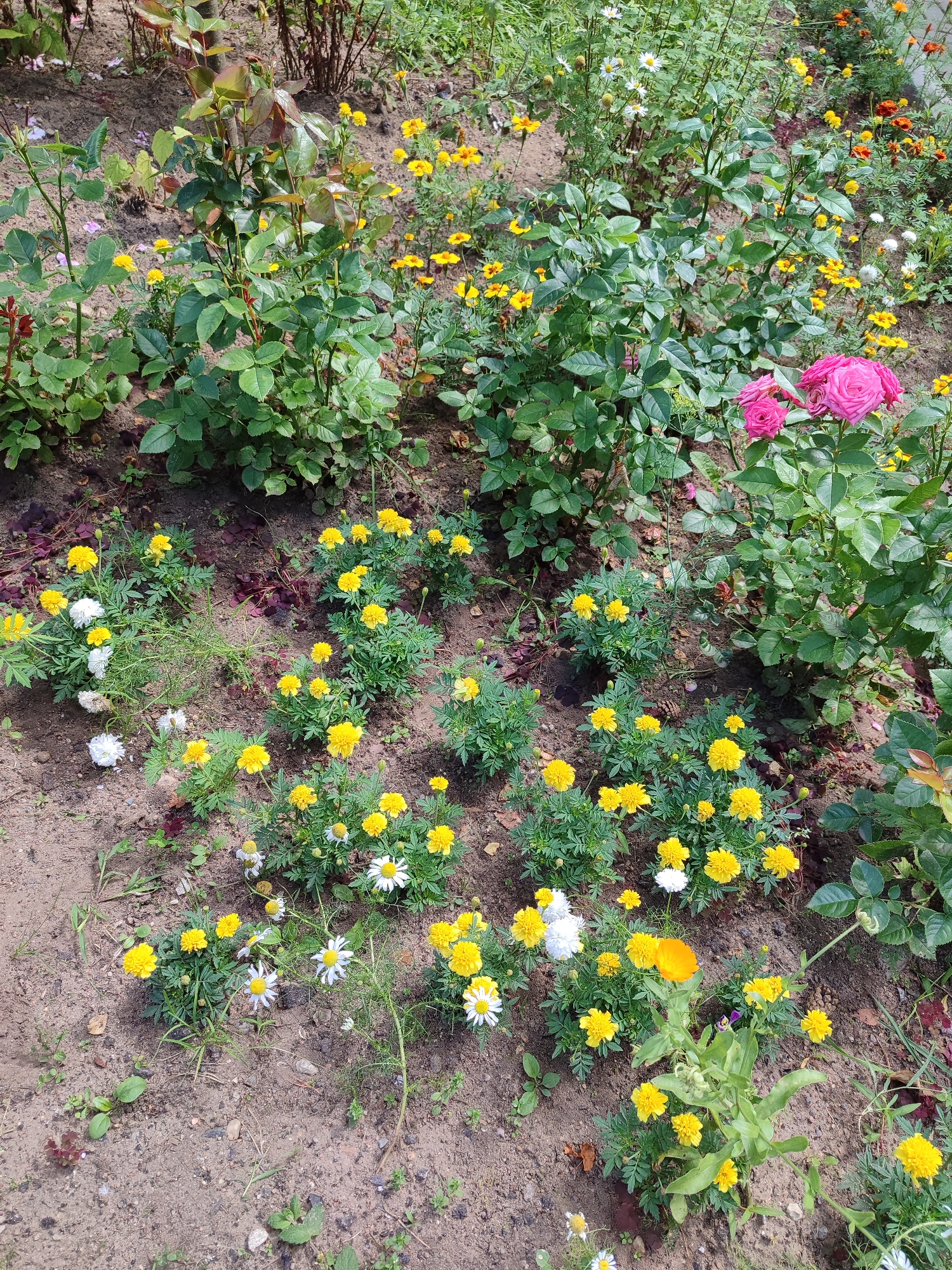 This is a medium-angle, eye-level, full shot of a flower bed in a garden. The flowers are primarily yellow and white daisies, with some pink roses visible in the upper right. The flowers are in various stages of bloom. The ground is covered with dirt, with some fallen leaves and small stones. The background is a blur of green foliage and tree branches. The lighting is natural and diffused, suggesting an overcast day or shade. There are no people or animals in the image.