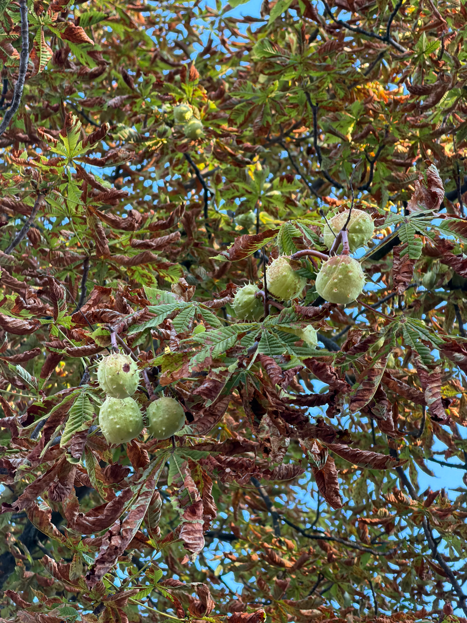 The image shows a close-up of a horse chestnut tree in autumn. The leaves are a mix of green and brown, with many of them dried and curled. Several horse chestnuts, enclosed in their spiky green husks, are visible on the branches. The background is a bright blue sky with dappled sunlight filtering through the foliage. The scene is outdoors, with no buildings or urban features visible. The location is not specified in the image.
