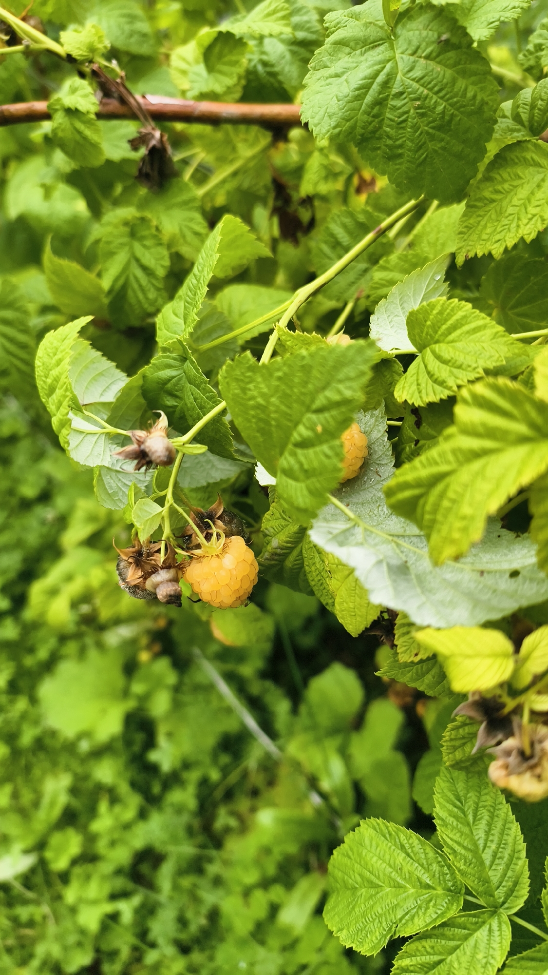 A cluster of yellow raspberries hangs from a thorny branch amidst lush green leaves. Some raspberries are ripe and plump, while others are shriveled and brown. The background is a blur of green foliage. The scene is outdoors, likely in a garden or natural setting. No people are present.