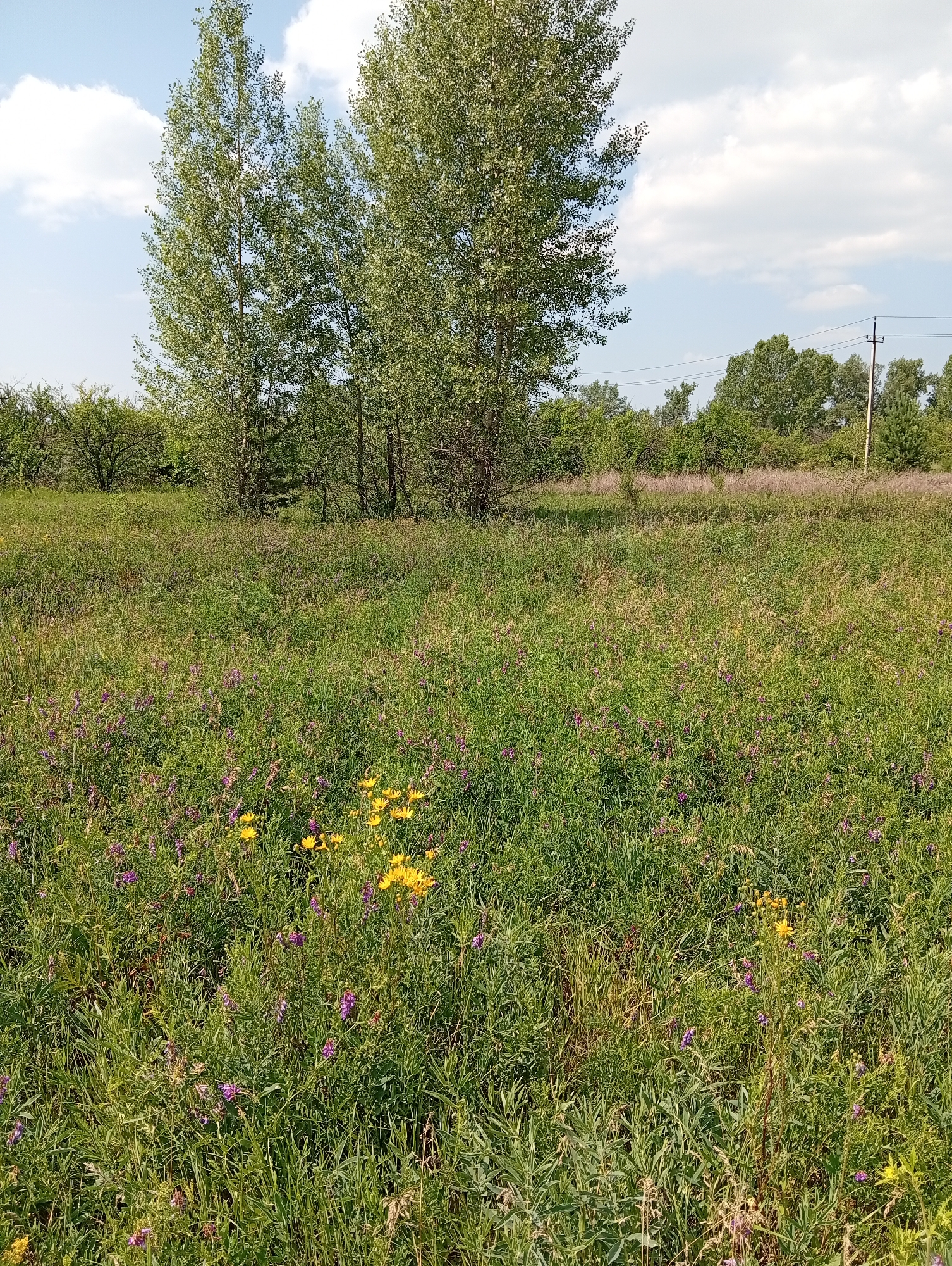 This is a medium-shot, eye-level, outdoor photograph taken in Minusinsk, Russia, on a sunny day with scattered clouds. The scene depicts a large, overgrown field of tall green grass and wildflowers, primarily purple and yellow. In the background, a line of trees forms the horizon, with a power pole and lines visible to the right of center. The field is dense with vegetation, indicating an untended or natural area.