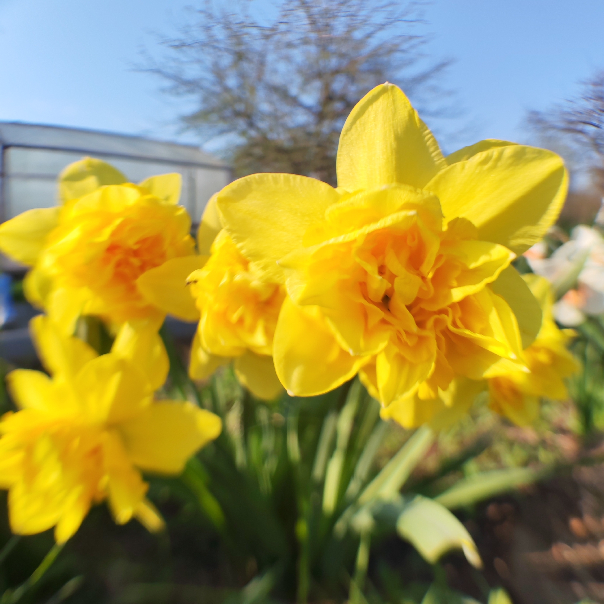 The image shows a close-up of bright yellow daffodils in full bloom. The flowers are the primary subject, filling much of the frame. Behind the daffodils, there is greenery, including green leaves and stems. A blurred, pale blue sky is visible in the background, with some indistinct architectural structures and trees. It looks like a residential garden. The image has a shallow depth of field, with the daffodils in sharp focus and the background blurred. Given the information that the location is in the city of Chaikovsky, Russia, it is reasonable to infer that this scene depicts a spring garden in that region. The presence of daffodils blooming suggests that the photo was taken in the spring, when the weather is warmer.