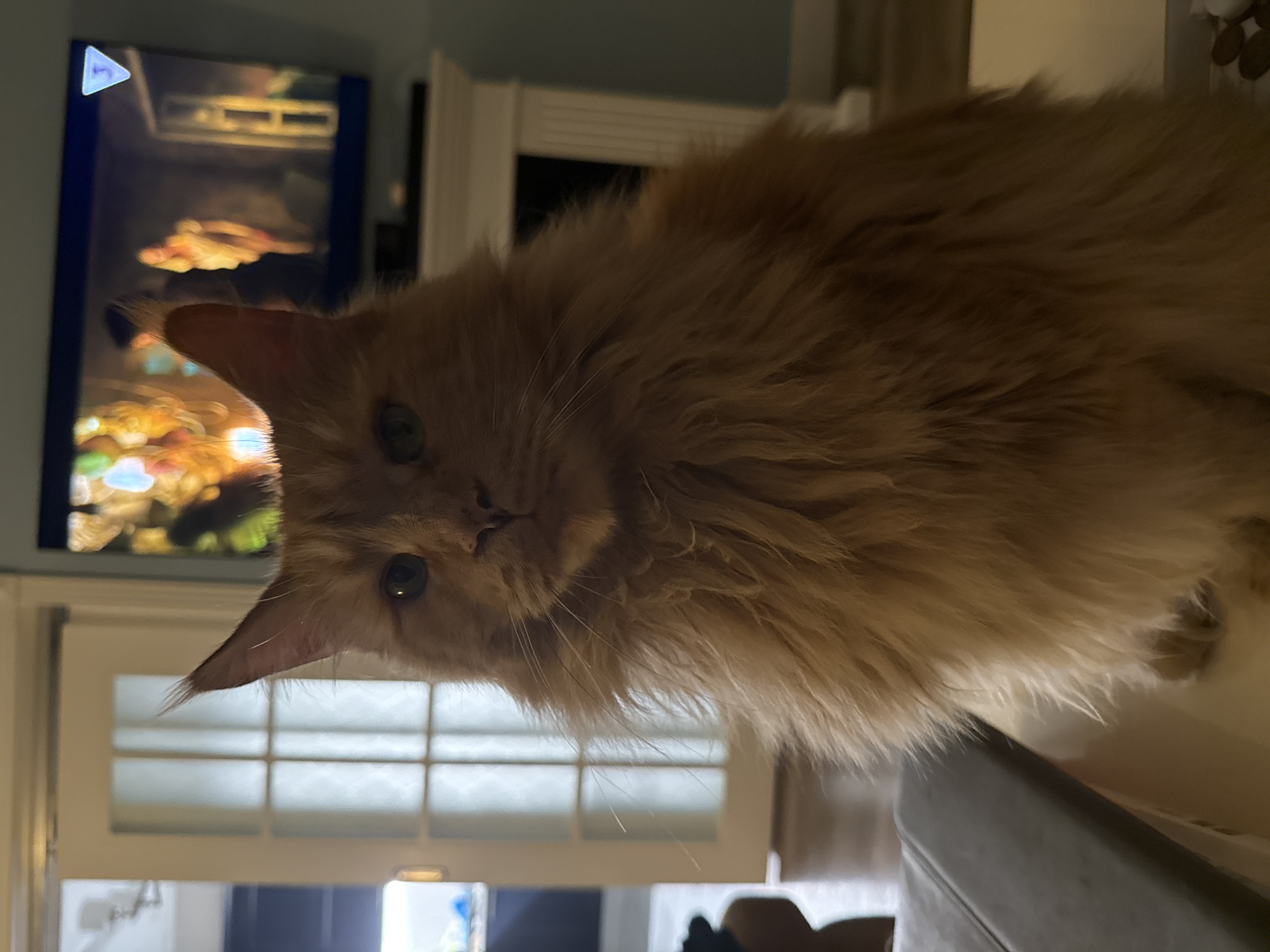 A long-haired, reddish-tan cat is positioned in the right foreground. Behind the cat is a partially visible television displaying a bright, blurry image, set against a light blue wall. A white doorway with multiple glass panes is also in the background, appearing to be within a domestic indoor environment. There is no indication of the image being in Moscow, Russia.