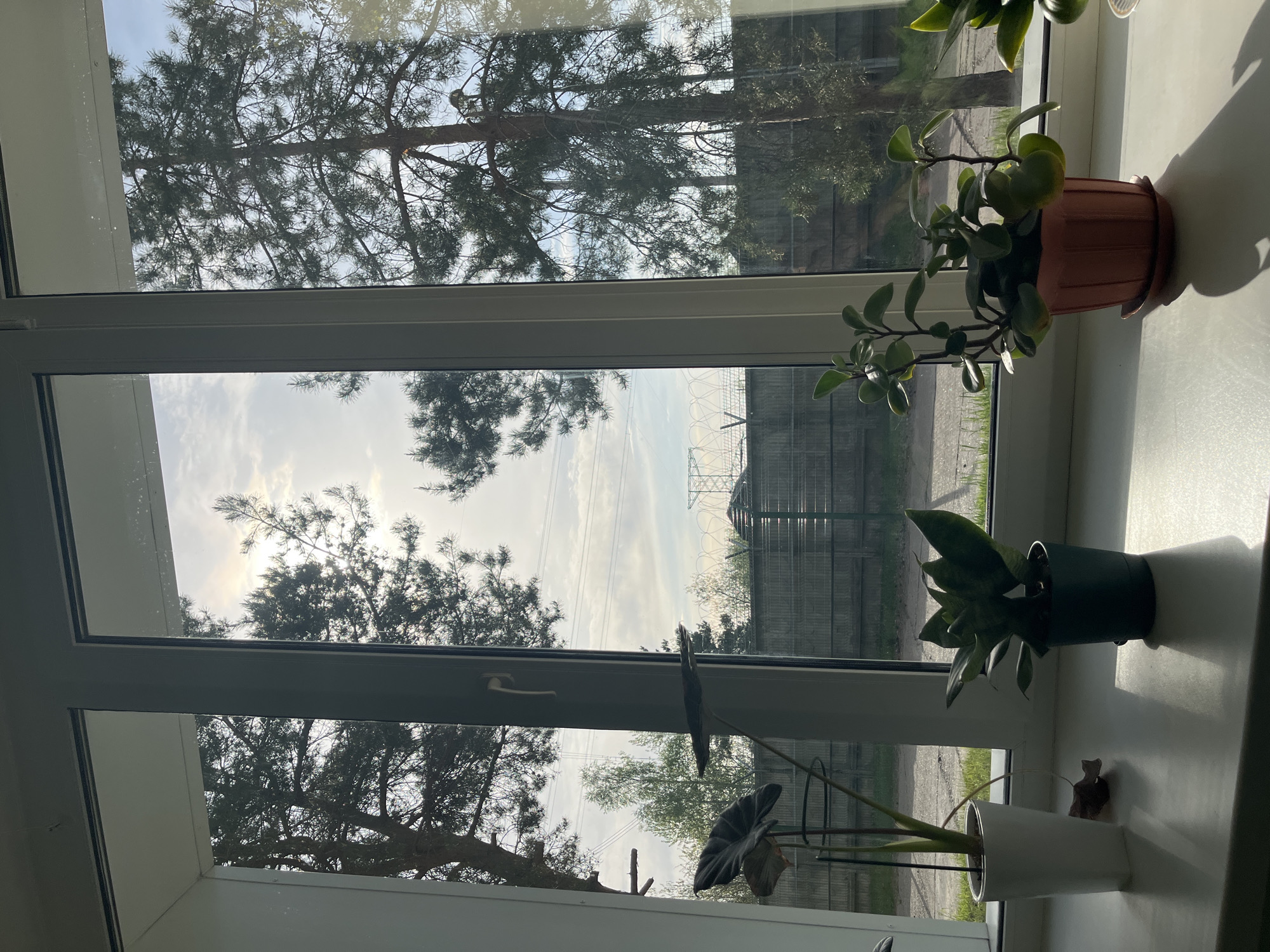 View from a window in Chaikovsky, Russia. Outside is a fence with a tower and barbed wire visible through bare trees. Three potted plants are on the windowsill. A brown, a green, and a white pot contain foliage. The sky is cloudy. Overhead power lines are visible.