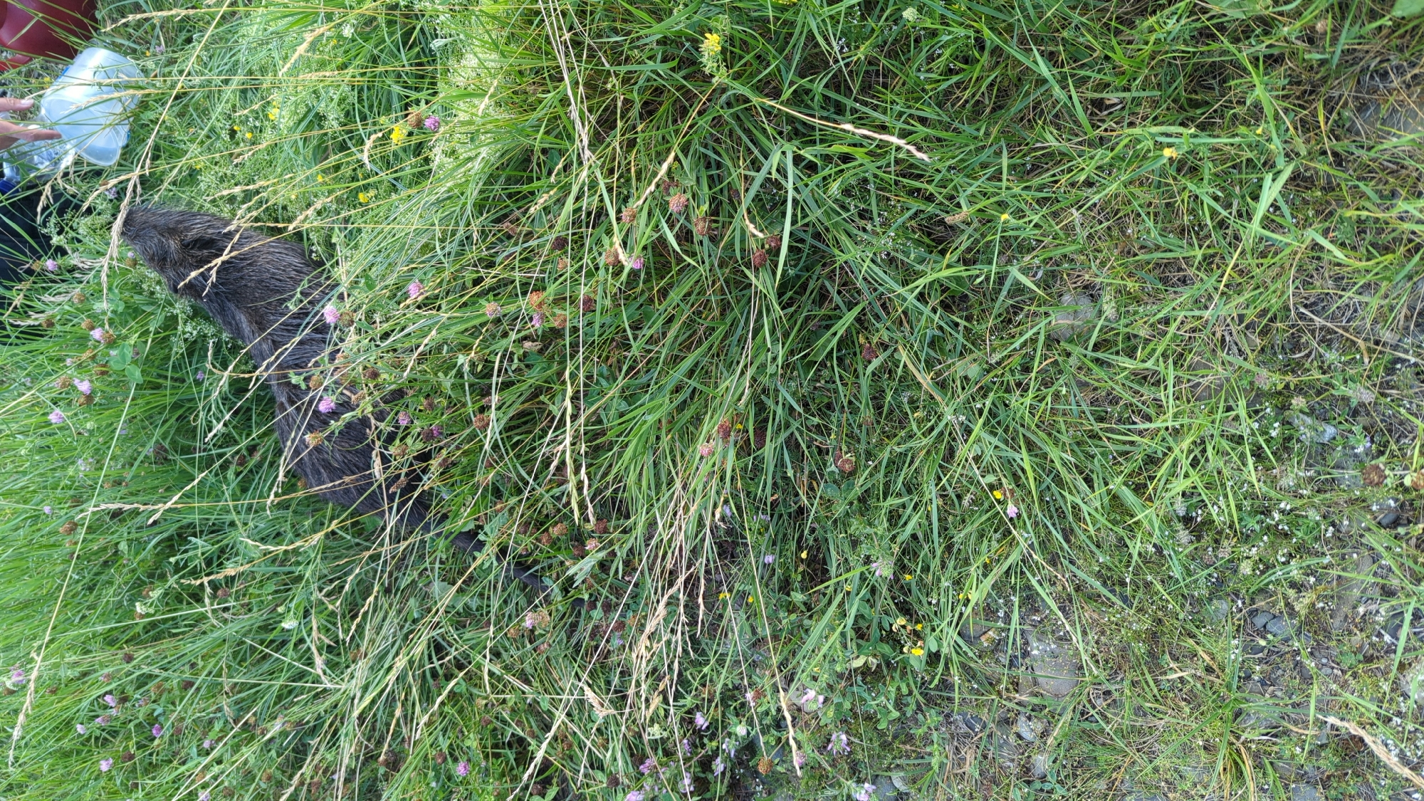 An adult nutria, identified as a male based on observed reproductive organs, is lying on its side in tall green grass interspersed with small purple and yellow wildflowers. The animal's fur is dark brown and appears wet. Its head is turned away from the camera. To the upper right of the frame, a human hand is visible, holding a clear plastic container. A red plastic container is also partially visible in the background. The ground beneath the grass is composed of small gray pebbles and dirt. The overall setting appears to be a natural, outdoor environment, consistent with the rural landscape surrounding the city of Drahasymiv, Ukraine.