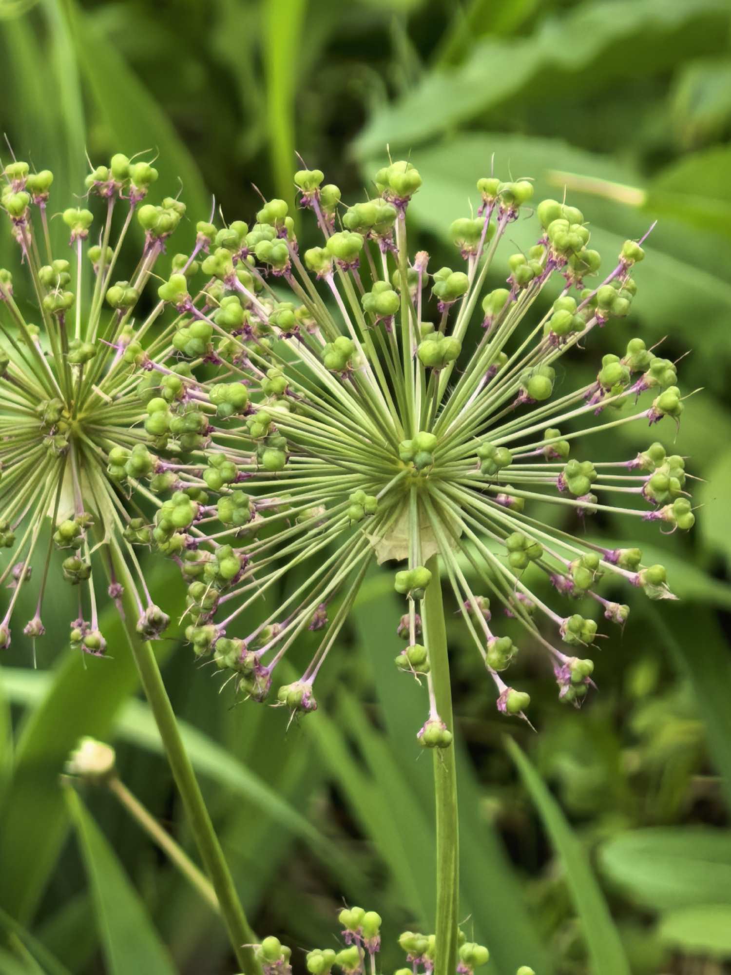 The image shows two allium seed heads in a garden setting. The seed heads are spherical with radiating stems topped by small, green seed pods with purplish remnants of the flower attached. The background is filled with green foliage. The location is not specified and cannot be determined from the image alone. There are no people, subjects, objects, actions, or interactions beyond what is described above.