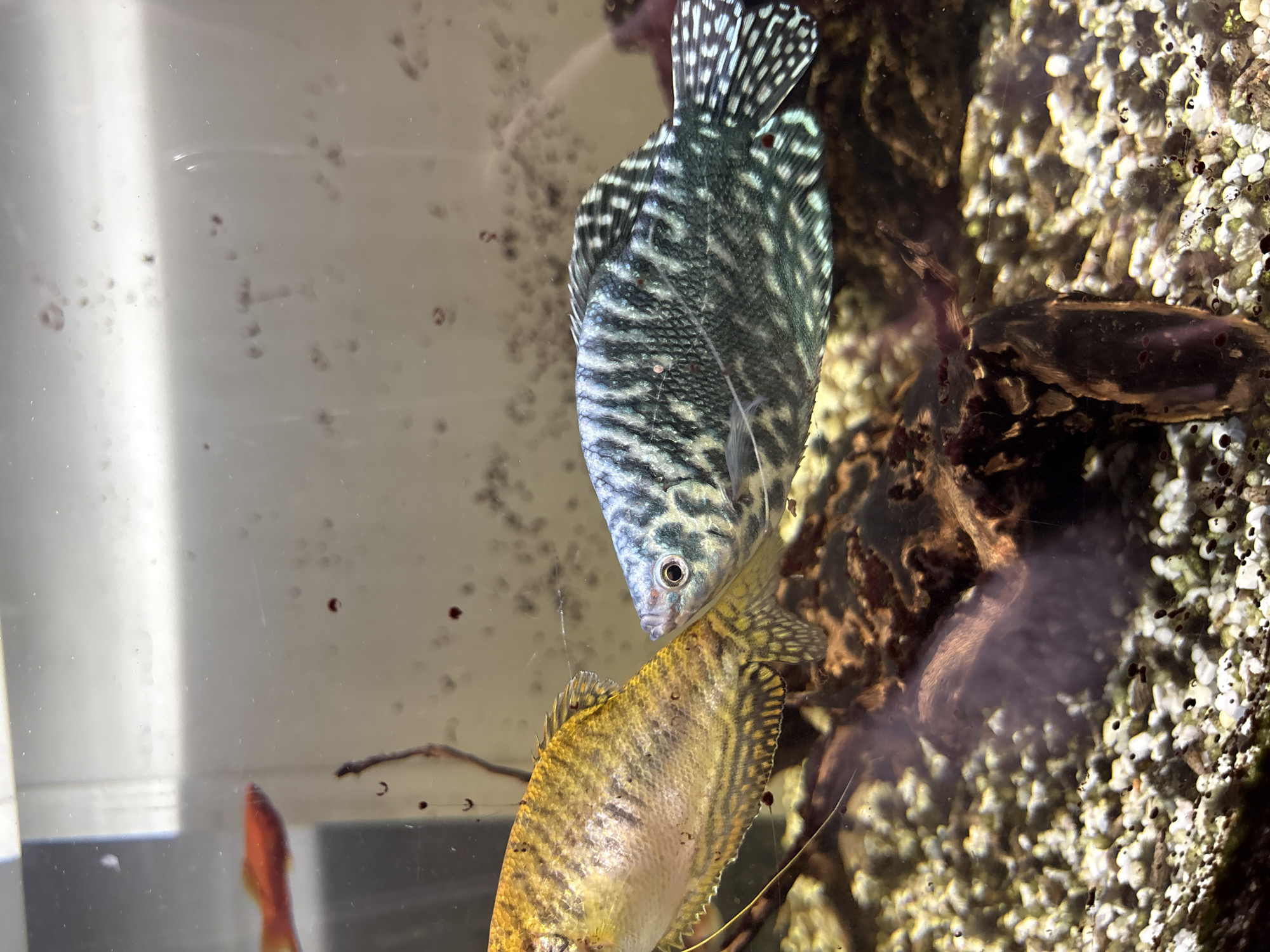The image shows an aquarium with several fish. In the foreground, two gourami fish are visible. One is golden yellow with dark stripes, and the other is blue-green with a black and white patterned body. The fish are swimming amongst gravel, driftwood, and some sparse aquatic plants. In the background, a small red fish, possibly a platy or molly, swims near the surface. The water appears somewhat cloudy, with small dark particles suspended in it. The lighting suggests the photograph was taken indoors, likely in a home environment. There are no people or explicit references to the city of Ćwiklice, Poland in the image.