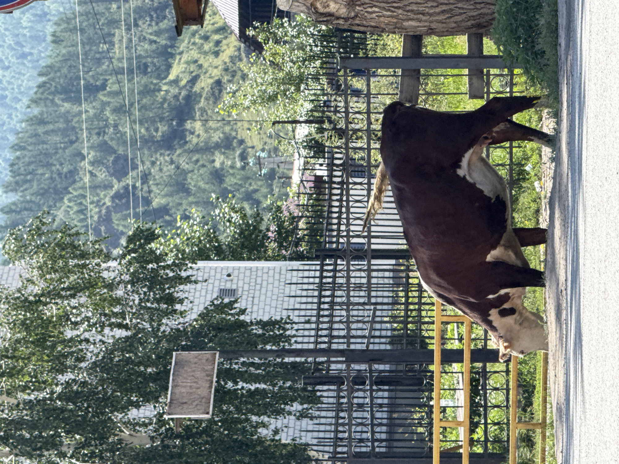 In Ongudai, Russia, a brown and white cow is grazing by the side of a road. The cow is positioned in the foreground, facing left, with its head lowered to the ground. Behind the cow, a black metal fence runs horizontally across the image, with a yellow gate visible on the left. Beyond the fence, a white brick building stands, partially obscured by a large tree with green leaves. In the background, a densely forested hillside rises, with power lines stretching across it. The scene is illuminated by bright sunlight, creating distinct shadows.