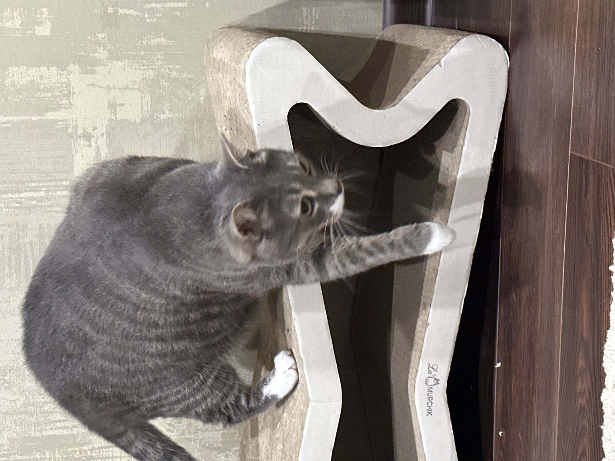 An adult domestic shorthair cat with gray tabby markings and white paws is walking across a corrugated cardboard scratching post. The cat is in motion, with its body leaning forward and its right front paw extended. The scratching post is light brown and white, with a curved, S-shaped design. The background is a textured, light-colored wall. The floor is dark brown hardwood. The image appears to have been taken indoors.