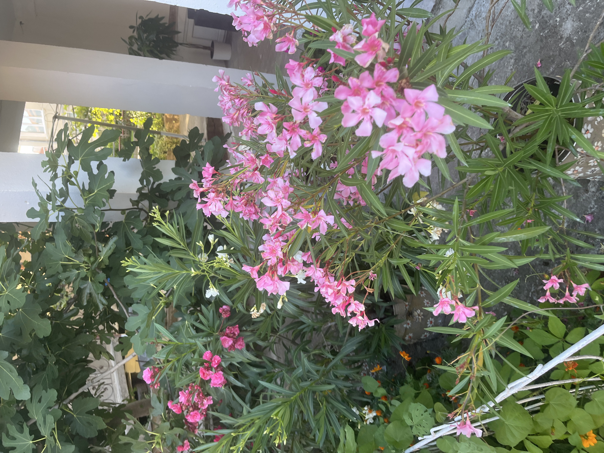 In the city of Obzor, Bulgaria, a close-up shot captures a vibrant outdoor scene. Dominating the foreground is a lush bush laden with clusters of delicate pink oleander flowers. The flowers, varying in shade from light to deep pink, are in full bloom, with many individual blossoms displaying five petals. Interspersed among the pink flowers are a few smaller white blooms, and hints of developing buds. The plant's long, narrow, green leaves form a dense backdrop.
Behind the oleander, a large fig tree with broad, deeply lobed green leaves is visible, its branches reaching upwards. Some small, green figs can be observed amongst the foliage. To the left, a white metal railing runs horizontally across the frame, partially obscured by green foliage. Lower down, a scattering of smaller orange flowers and green leaves suggests a mix of plants in the garden.
The background reveals architectural elements of a building, including a white pillar and a section of a lighter-colored wall. Sunlight streams through the scene, casting highlights on the foliage and creating a bright, summery atmosphere. The overall impression is one of a well-tended garden or patio area.