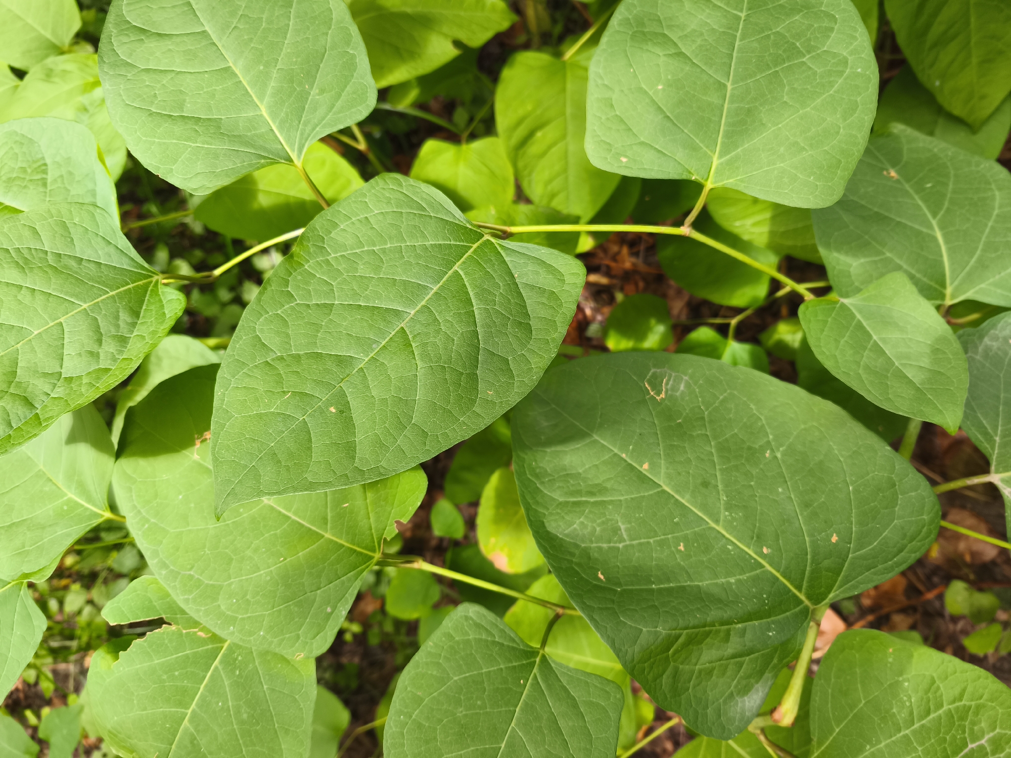 The image is a close-up, overhead view of several large, green leaves. The leaves are heart-shaped with prominent veins. They are arranged in a dense cluster, obscuring much of the background which appears to be dark soil and possibly other foliage. The lighting suggests an outdoor environment, likely in natural light. There are no people or discernible actions occurring in the image. The scene is devoid of any urban elements, suggesting a natural setting rather than a city location. The image does not provide any clues to indicate it is located in Fontaine, France, or any other specific geographic location.