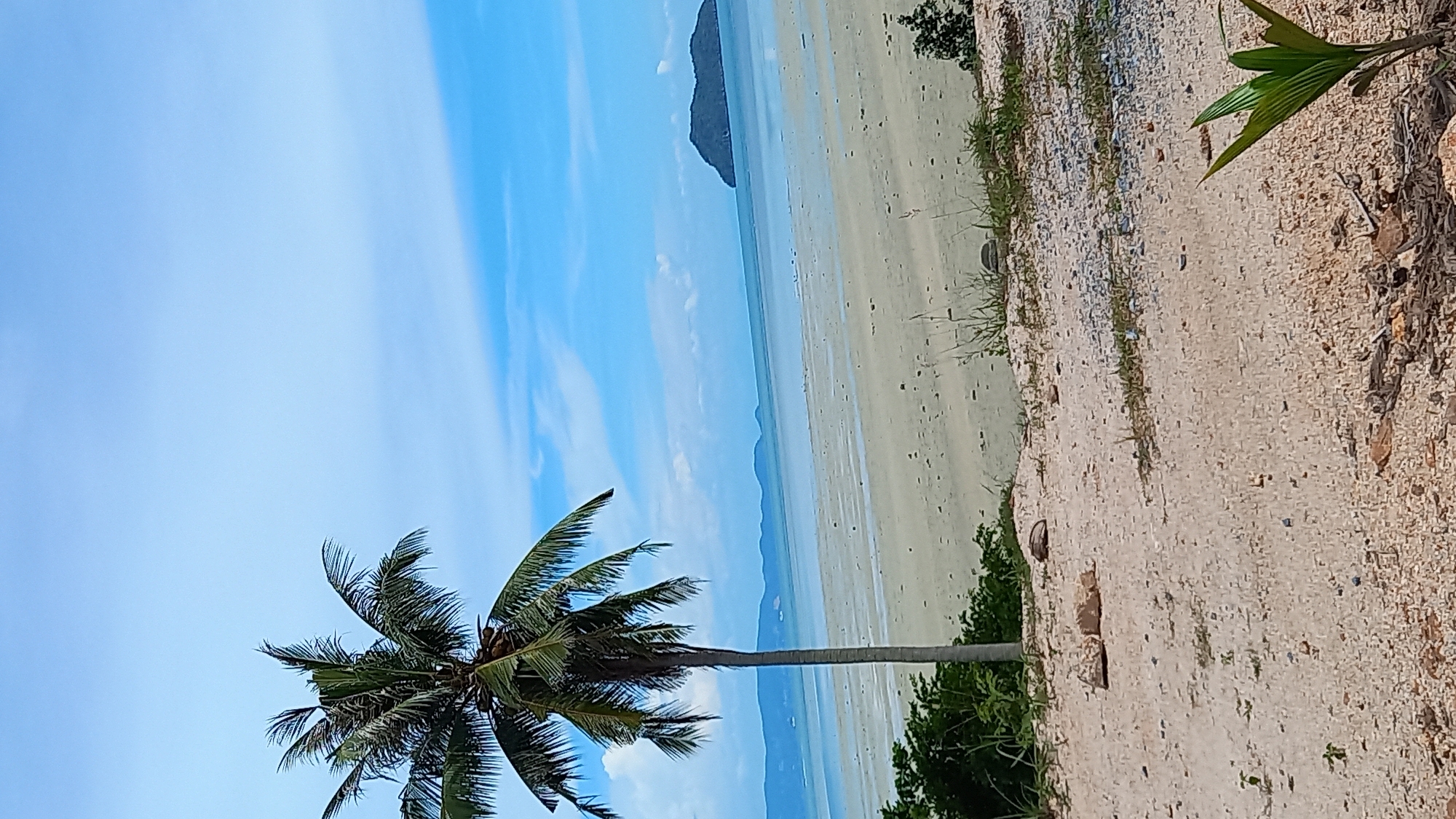 This is a medium-shot, vertical, outdoor photograph taken on a bright, partly cloudy day in Ko Pha Ngan, Thailand. The scene depicts a sandy beach with calm, shallow water. In the foreground, a tall, slender coconut palm tree stands to the left, its fronds reaching towards the sky. The ground in the immediate foreground is sandy and uneven, with scattered small rocks and dry vegetation. Beyond the palm tree, the wide expanse of the beach stretches out, revealing a light-colored sand with numerous small dark specks. The water is a pale blue-green, appearing very shallow, with ripples visible on its surface. In the distance, a dark, hilly island is visible on the right horizon, with other landmasses faintly visible to the left. The sky is a vibrant blue with scattered white clouds. No people are visible in the frame.