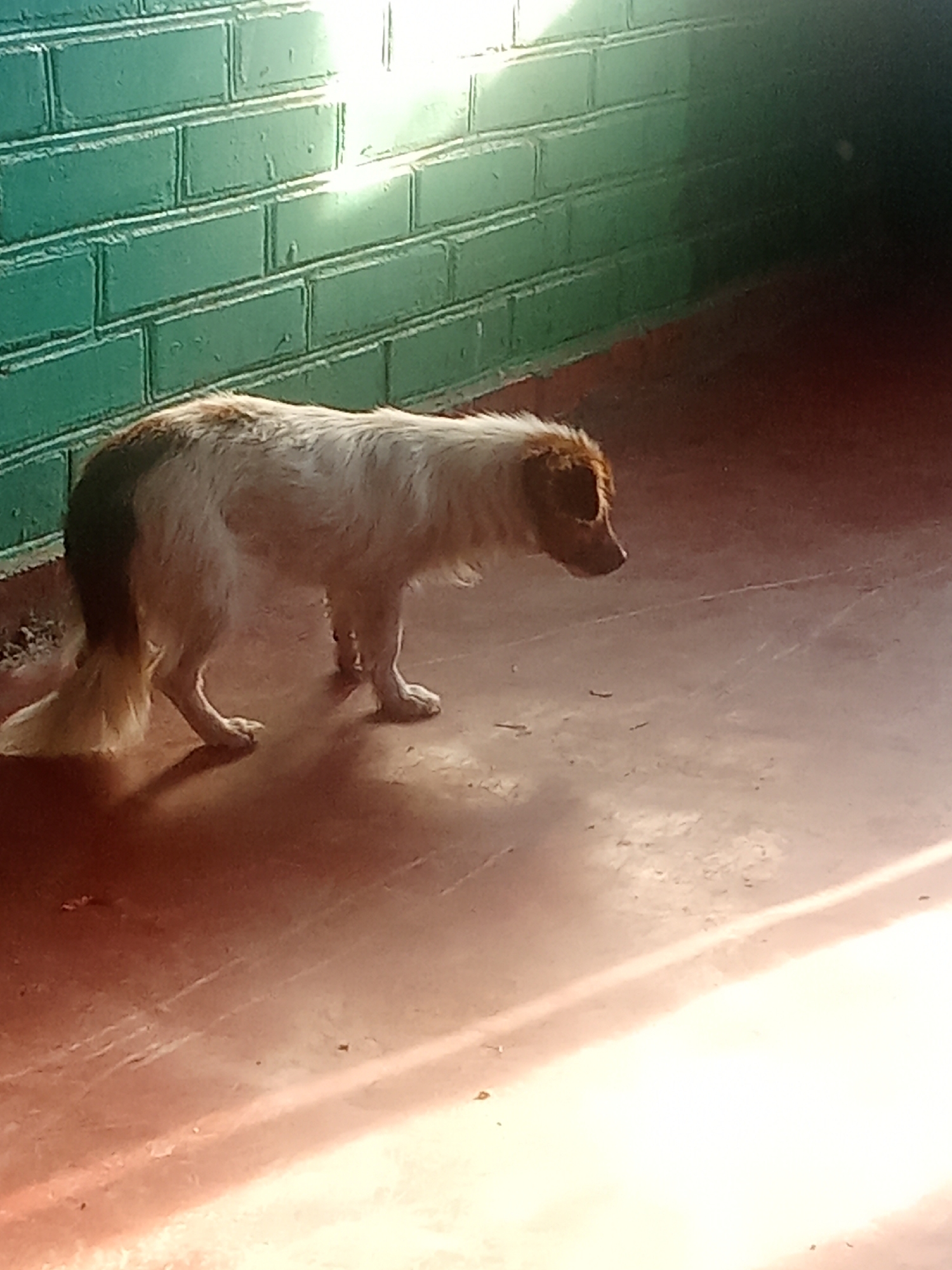 A medium-sized dog with white and brown fur stands on a reddish-brown floor near a green brick wall. The dog is facing to the right and appears to be looking down. Sunlight streams in from the right, casting long shadows on the floor and illuminating the brick wall. The background is dark and out of focus. The scene is indoors, likely in a building with a brick exterior. There are no people visible in the image.