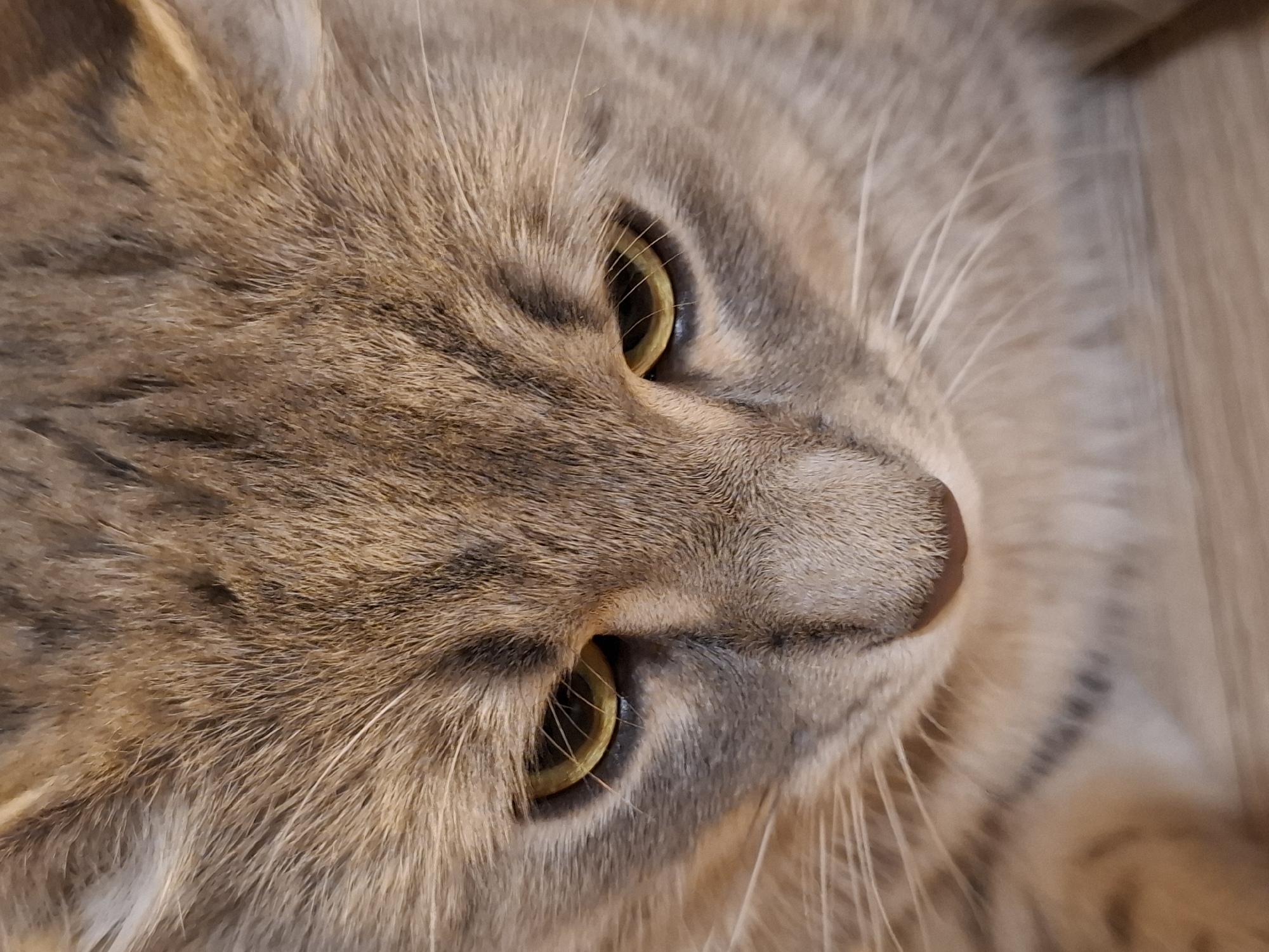 A close-up, high-angle shot shows the face of a gray tabby cat looking downwards. The cat has yellow eyes and dark tabby markings on its forehead and cheeks. The fur is a mix of gray, brown, and black. The background is a blurred wooden surface. No specific location in Zemun Urban Municipality, Serbia can be determined from the image.