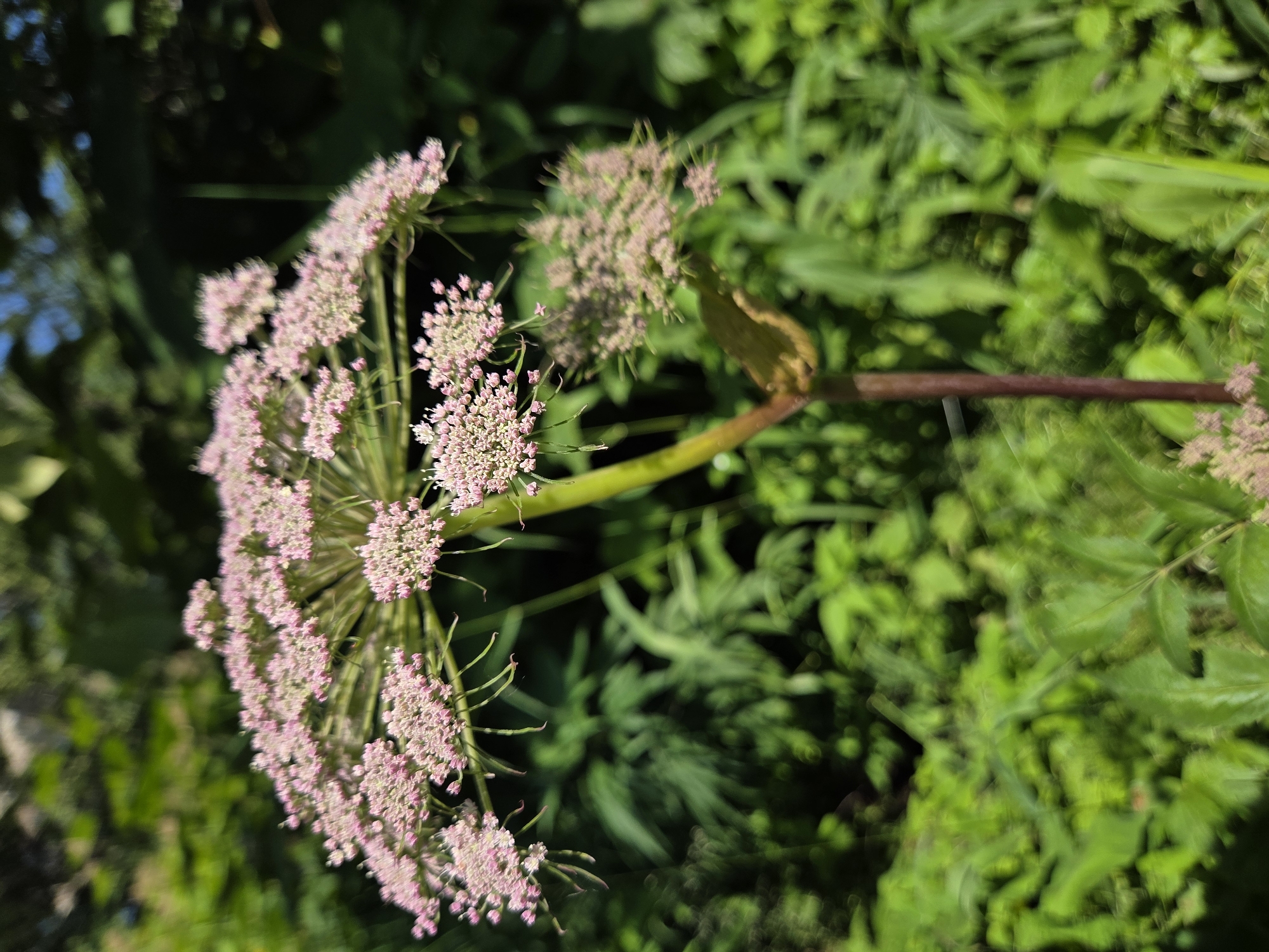 A tall, pink-flowered plant with a thick stem stands in a lush green environment. The flower head is a large, flat-topped cluster of tiny pink blossoms, with delicate stems radiating outwards. Below the main flower head, there are smaller, underdeveloped clusters. The stem is sturdy and appears to be reddish-brown near the base, transitioning to a lighter green as it supports the flower. The background is a blur of vibrant green foliage, suggesting a garden or a natural setting with abundant plant life. Sunlight filters through the leaves, creating dappled light and shadows. No people are present in the image. The overall impression is one of natural beauty and growth.
