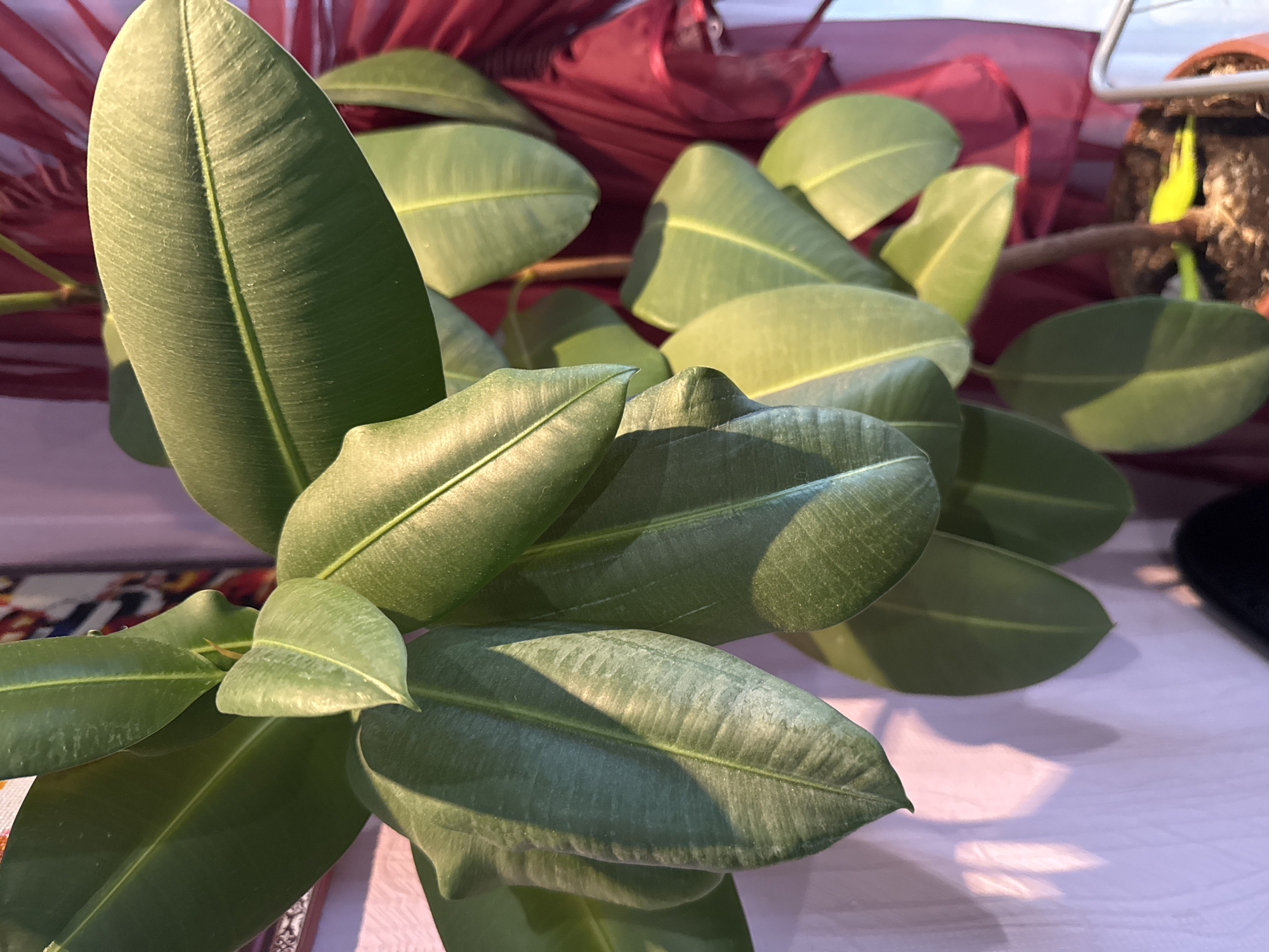 A vertical, close-up shot captures the lush, dark green leaves of a rubber plant. The leaves, with their thick, waxy texture and prominent central veins, are arranged densely on a visible stem. Sunlight casts dramatic shadows and highlights on the leaves and the pale purple wall behind them. To the right, a textured, dark red fabric drapes, partially obscuring the background. The plant is potted in dark soil within a terracotta pot. A small yellow object, possibly a gardening tool, is visible in the soil. The scene appears to be an indoor setting, given the lighting and background elements.