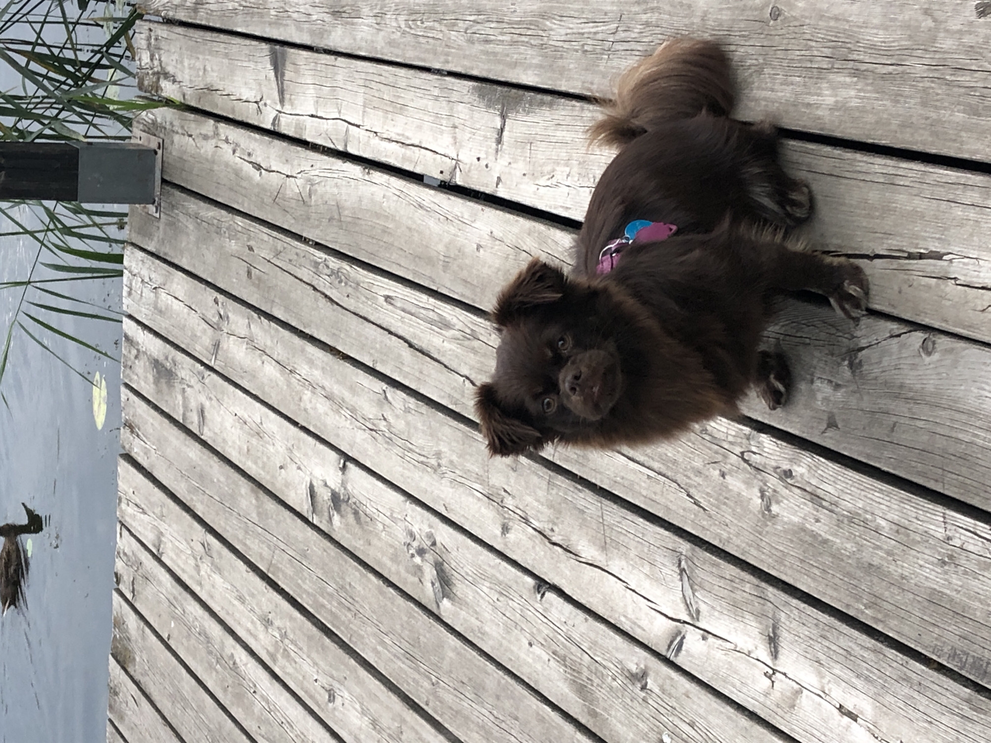 A small, brown, fluffy dog with a pink and blue harness is sitting on a weathered wooden pier. The pier is composed of parallel wooden planks. In the background, there is a body of water with reeds growing along the edge. A duck is visible swimming in the water. The lighting suggests it is daytime. The scene appears to be a natural outdoor setting.