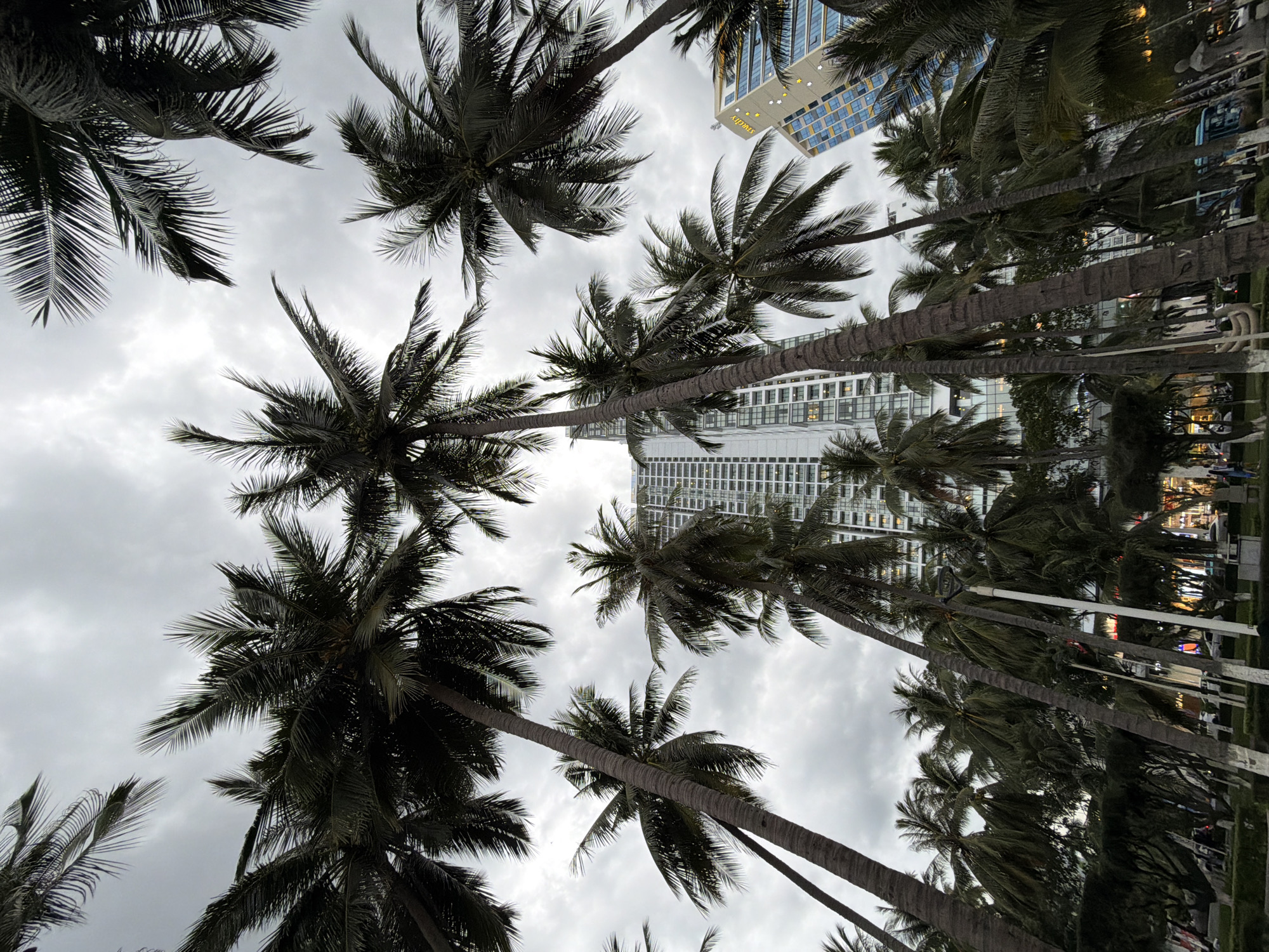 This is a ground-level, low-angle, wide shot looking up at a dense canopy of palm trees against a cloudy, overcast sky. Several tall buildings are visible behind the trees, including a modern, multi-story hotel with a blue and yellow facade that has the word "STARCITY" on it. The architecture and the presence of palm trees strongly suggest this location is in Nha Trang, Vietnam, likely along the beachfront or a major boulevard. The ground area in the foreground appears to be a park or promenade, with manicured bushes and trees. Some streetlights and a bus are visible in the distance. The overall impression is of a tropical urban environment under a moody sky.