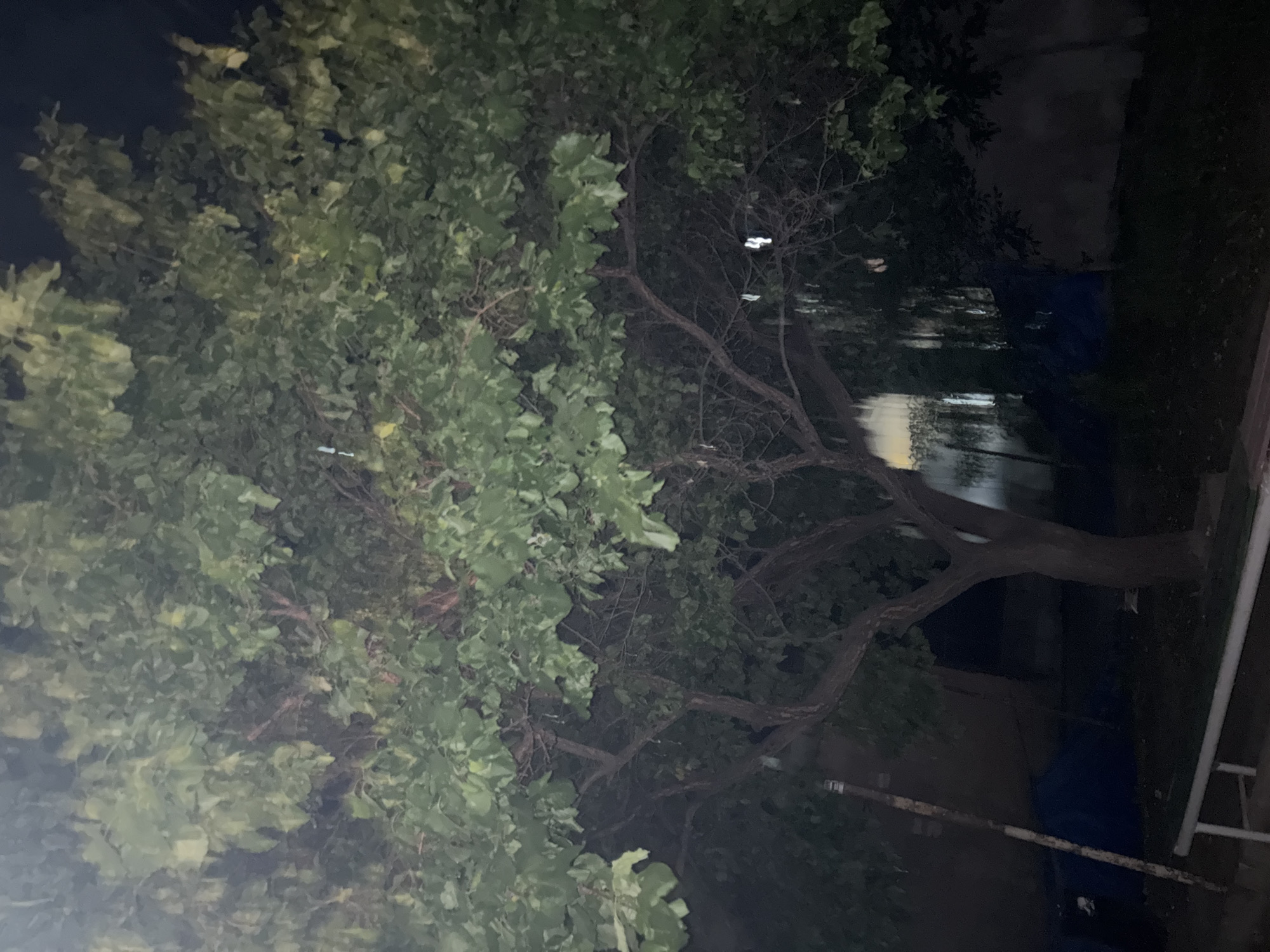 This media file presents a nighttime outdoor scene, likely in Vagharshapat, Armenia. The dominant feature is a large, leafy tree with a substantial green canopy that occupies the left and central portions of the frame. Its branches, some devoid of leaves, are visible, particularly towards the right side of the tree.
To the right of the tree, a body of water, possibly a canal or river, is visible, reflecting faint, elongated streaks of light from unseen sources, suggesting a calm surface. The background behind the tree and water is dark and indistinct, characteristic of a night setting. In the lower right corner, parts of a white railing or fence and a vertical post or pipe are partially visible, indicating a nearby structure.
The overall impression is one of nighttime tranquility. The leaves of the tree show varying shades of green, with some lighter patches where they catch ambient light. There are no discernible people or specific activities taking place, and no visible text in the image.