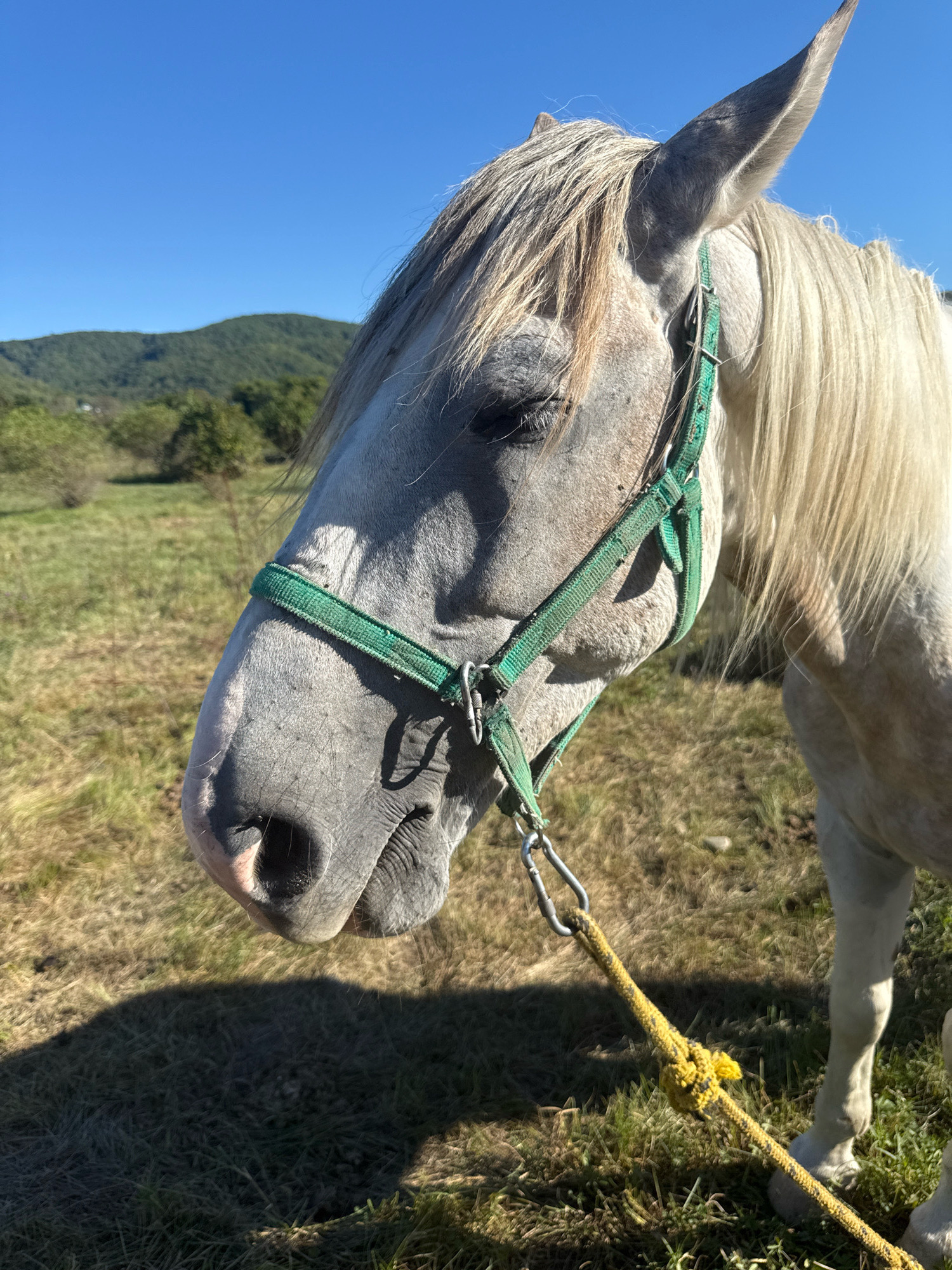A close-up, eye-level, outdoor medium shot captures the head of a light gray horse against a backdrop of a clear blue sky and green, rolling hills. The horse, facing left, wears a green halter and is tethered by a yellow rope with a metal clip. Its mane is light blond and hangs loosely. The horse's head is tilted slightly downwards, and its eyes are partially closed. The background shows a grassy field with scattered trees and shrubs, and a distant, forested mountain range. The lighting suggests it is daytime, with a sharp shadow cast by the horse on the ground. There is no indication of the city of Tenginka, Russia, in this image.