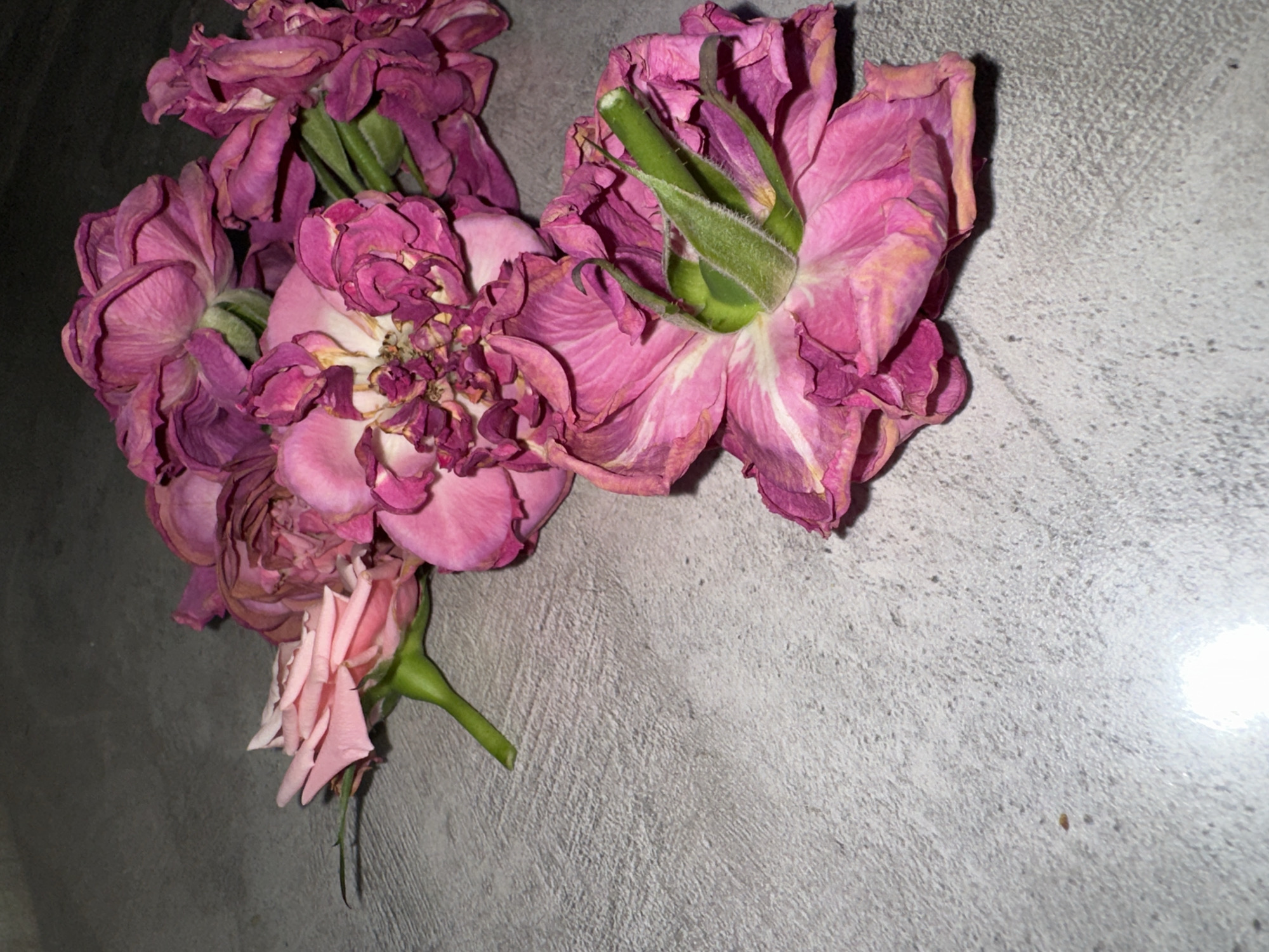 A cluster of roses, predominantly pink and purple, lies on a textured gray surface. The roses appear to be past their prime, with some petals wilting and browning. The stems are visible, with one stem displaying green foliage. The background is a gray, textured surface. There is a bright reflection in the lower right corner. There is no evidence to suggest this photograph was taken in Chaikovsky, Russia.
