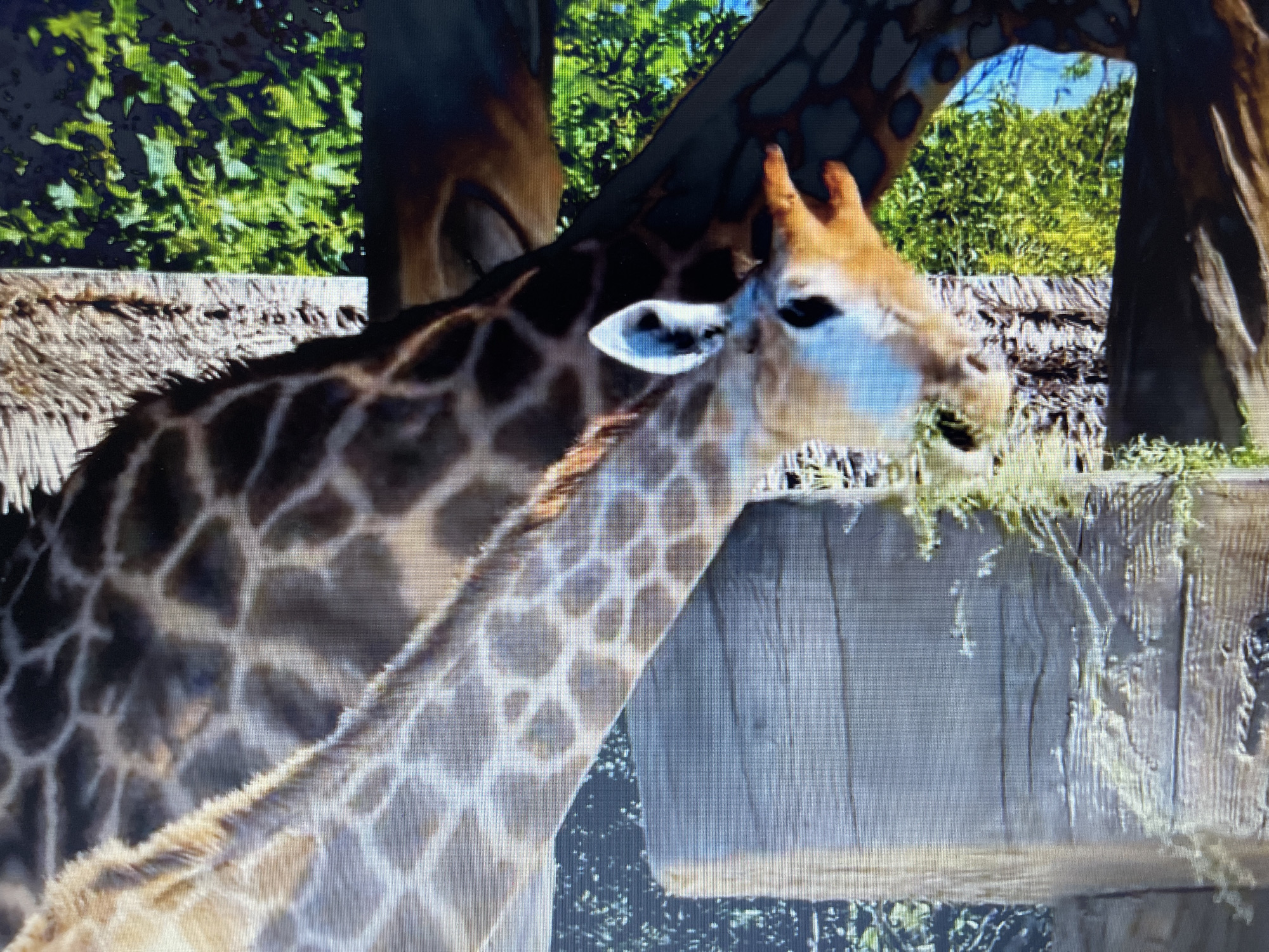 This image shows two giraffes, one in the foreground and one in the background, eating hay from a wooden feeder. The giraffes are in an outdoor enclosure with trees and greenery visible in the background. The image does not provide any information about the location in the city of Sliven, Bulgaria.