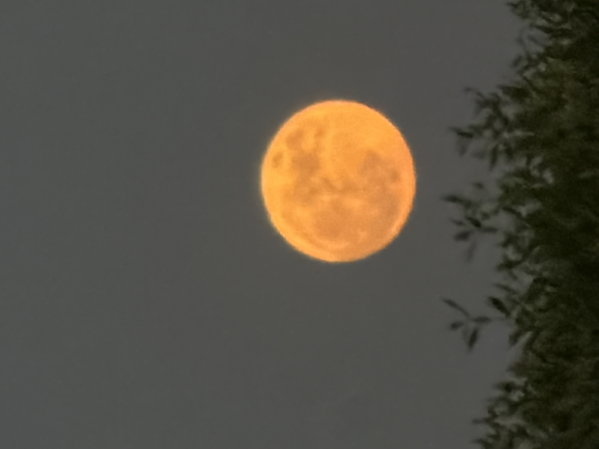 An orange full moon is visible in a dark sky above a silhouette of foliage. The moon, a bright, textured circle, is positioned in the upper right quadrant of the image. The foliage, dark green and indistinct, forms a line across the bottom of the frame. The background is a uniform grey. There are no people or buildings depicted in the image. There is no information in the image to suggest it was taken in Sharm El Sheikh, Egypt.