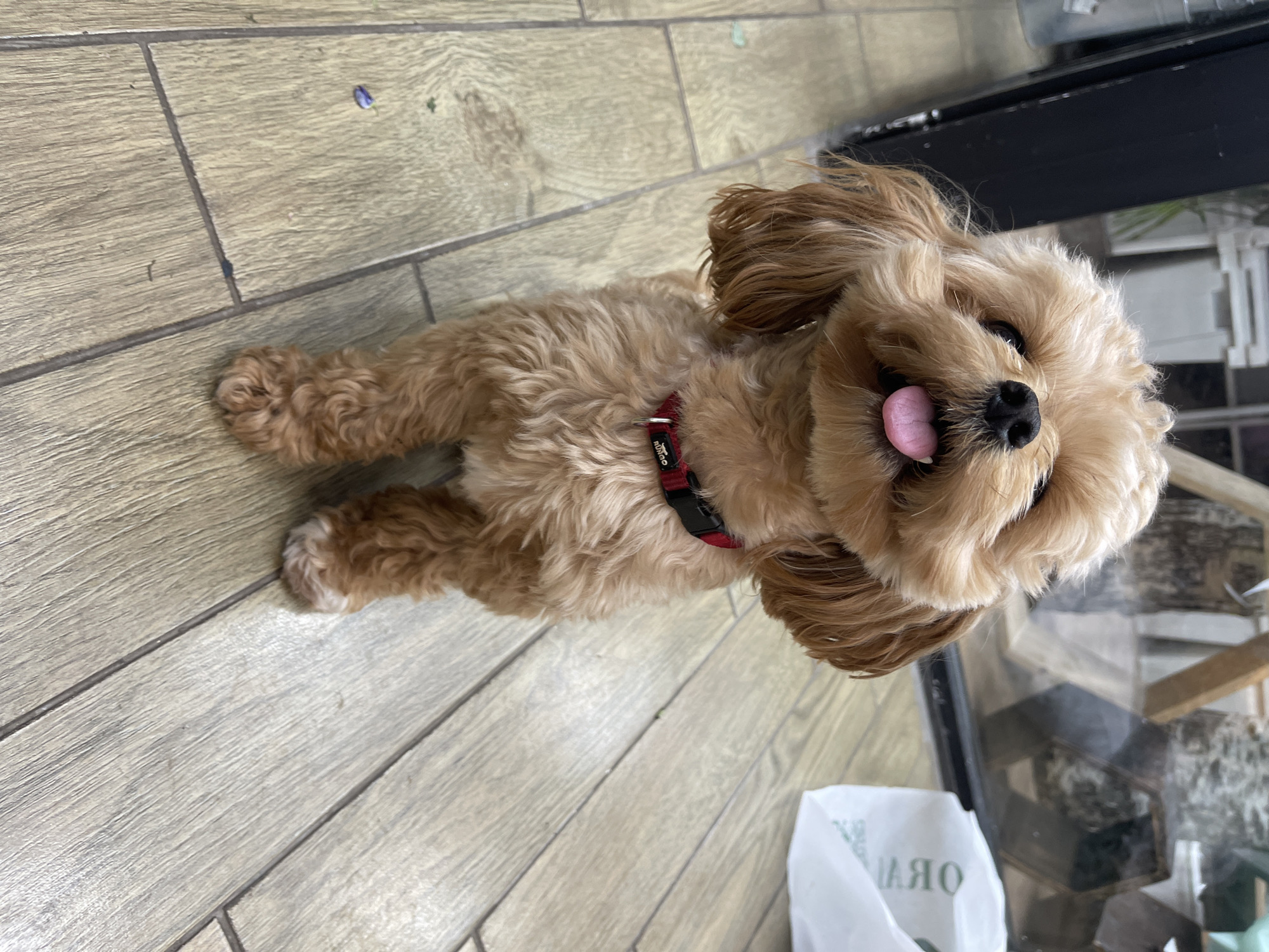 A medium shot photograph captures a fluffy, light brown dog, likely a Poodle mix, sitting on a light brown wooden floor. The dog is facing the camera with its mouth open and tongue slightly out, giving it a happy expression. It is wearing a red collar with a black buckle. The background is blurred, but appears to be an indoor setting with a dark vertical object on the left and glass windows with reflections on the right. A white bag with some writing on it is visible on the floor in the background. The image is well-lit, with the dog as the primary subject. There are no people visible in the image. The location is identified as Kommunarka, Russia.