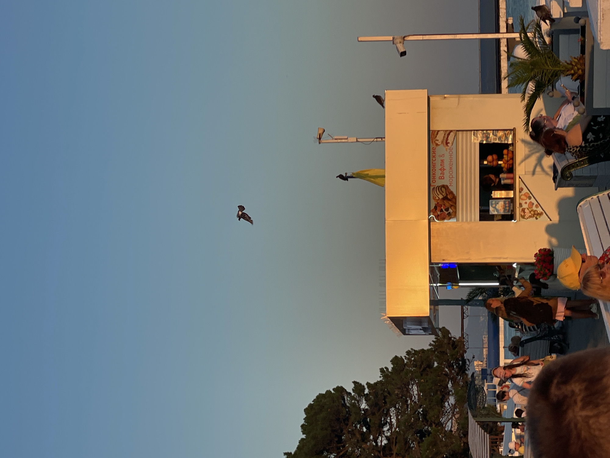 This is a full-frame, eye-level, outdoor, medium shot taken in Sochi, Russia, during sunset. The sky is a clear, gradient blue. In the upper center of the frame, a bird is in flight. Below this, a small kiosk with a yellow awning and white structure is visible, selling waffles and ice cream. The kiosk has a menu board displaying images of food. To the left of the kiosk, a large pine tree stands tall. Several people are seated at tables and chairs in front of the kiosk, some appearing to interact with each other. A palm tree is situated to the right of the kiosk. In the background, the calm sea is visible. The overall lighting is warm, indicating the late hour of the day.