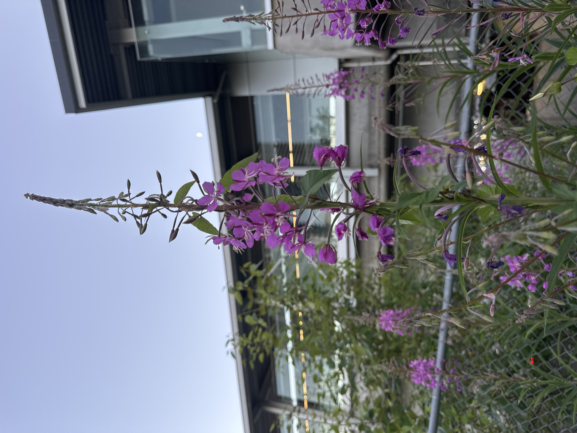 This image depicts a close-up view of purple flowering plants, likely fireweed, in the foreground. Behind the flowers, a chain-link fence is visible, and further back, a modern building with large windows and a dark roof structure is present. The sky is clear and a pale blue, with a faint crescent moon visible near the top right of the frame. The lighting suggests it may be dusk or early evening. The building's design and the presence of a chain-link fence might indicate an urban or suburban setting, possibly near a transit station or a commercial area. Based on the architectural style of the building, which resembles many SkyTrain stations in Burnaby, Canada, and the type of vegetation commonly found along transportation corridors, this scene is likely located in Burnaby, Canada, potentially near a transit hub such as Production Way–University Station. No people or discernible actions are visible in the image.