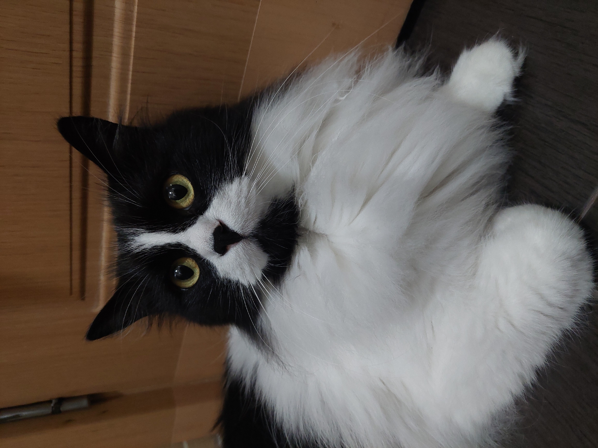 A black and white cat with yellow eyes lies on a dark brown floor near a light brown wooden door.