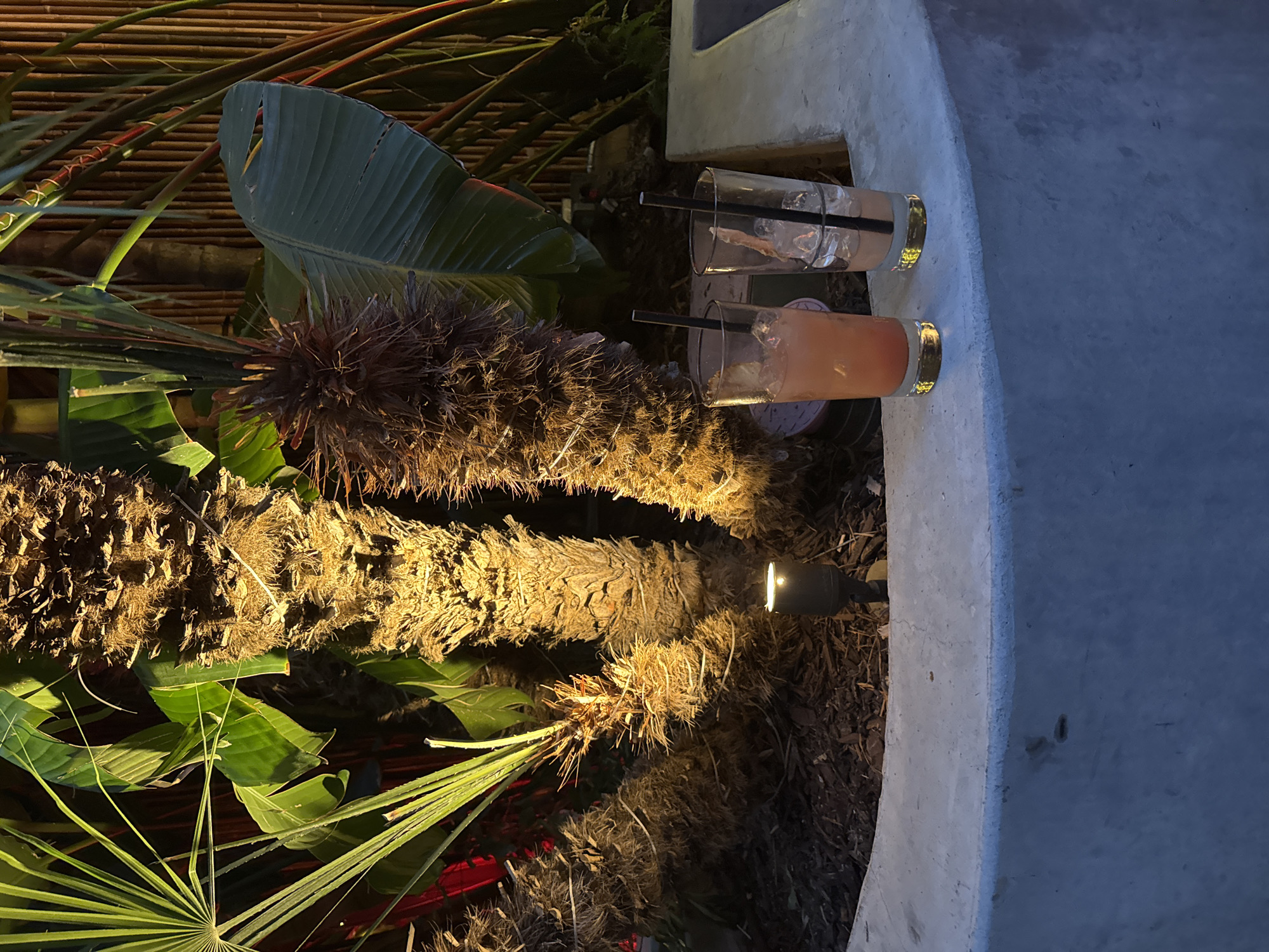 Two glasses of drinks with straws sit on a concrete ledge in front of lush tropical plants, illuminated by soft outdoor lighting. One glass is full of a pinkish-orange beverage with ice and a straw, while the other contains ice and a straw, with minimal liquid remaining. In the background, the textured trunks of palm trees are visible, along with large green leaves and a bamboo fence. A small black spotlight is positioned in the planter box. The scene is dimly lit, suggesting an evening setting. The image does not contain enough information to determine a specific location within Los Angeles, United States of America.