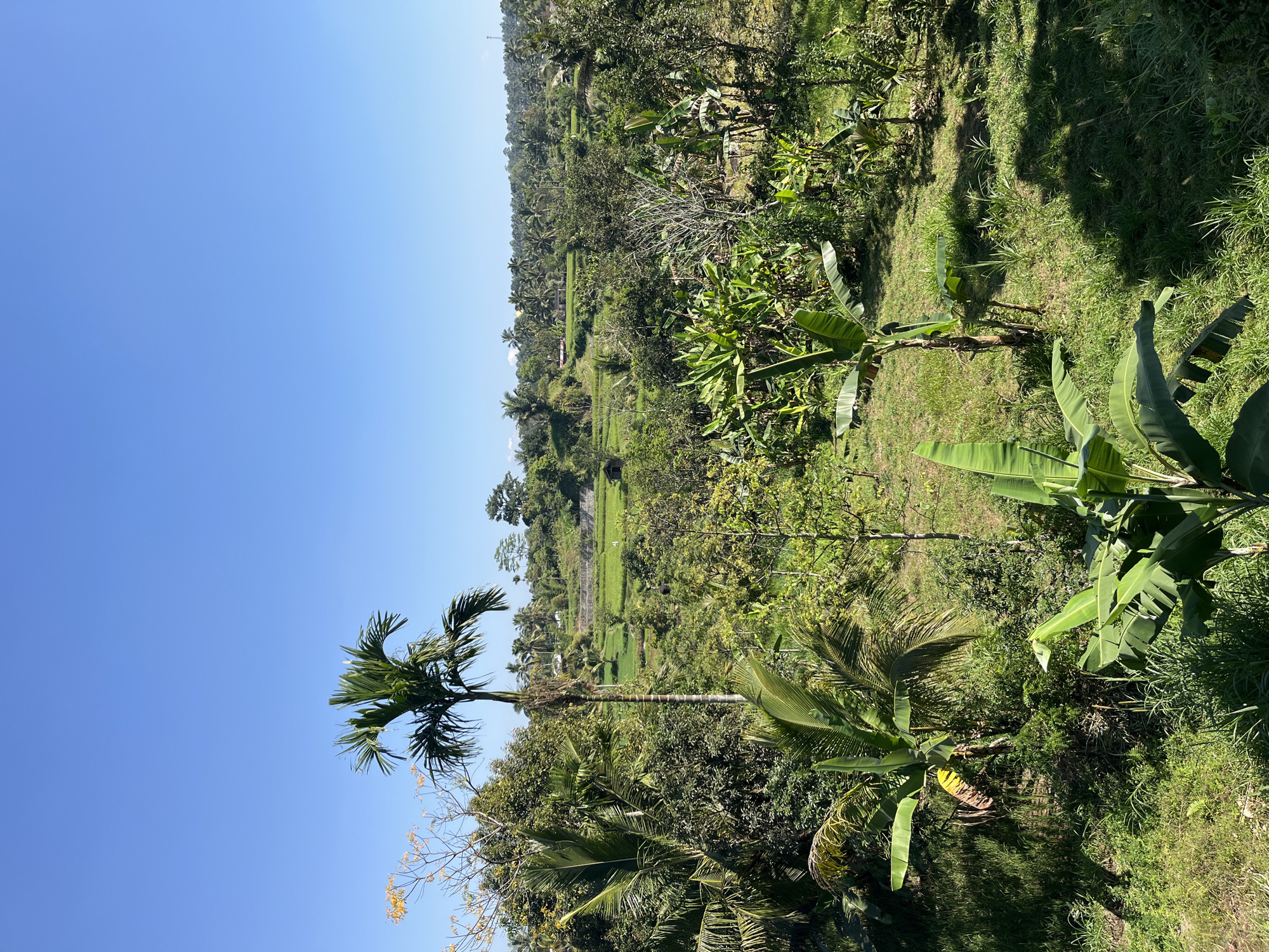 The image depicts a lush green landscape with abundant vegetation under a clear blue sky. The foreground is dominated by various tropical plants, including banana trees with their large, broad leaves and a tall palm tree. The midground reveals a terraced landscape, likely rice paddies, showing vibrant green hues, interspersed with more trees and foliage. In the distance, a rolling hills landscape is visible, covered in dense tropical vegetation and scattered palm trees. Several small structures, possibly rural dwellings or sheds, are faintly visible amidst the greenery. The scene conveys a sense of a rural, tropical environment, consistent with the location of Tetebatu, Indonesia, known for its rice terraces and natural beauty. There are no people or animals visible in the image, and no apparent actions or interactions are taking place. The lighting suggests it is daytime, with shadows indicating the sun's position.