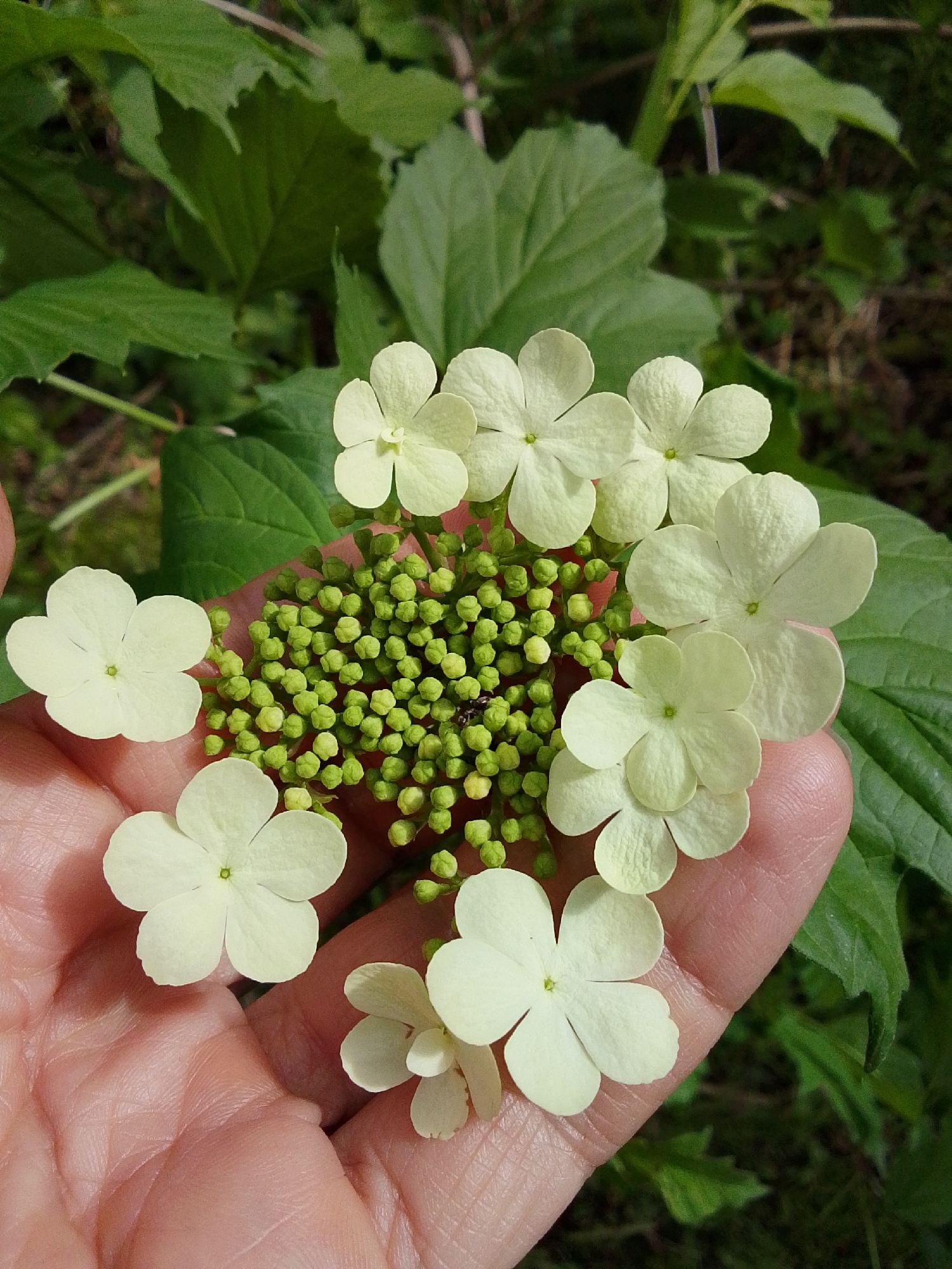 A hand holds a cluster of viburnum flowers and buds. The flowers are white with five petals each and a green center. The buds are green and tightly packed. The hand is a fair complexion. The background is a blur of green leaves. The location is not discernable from the image.