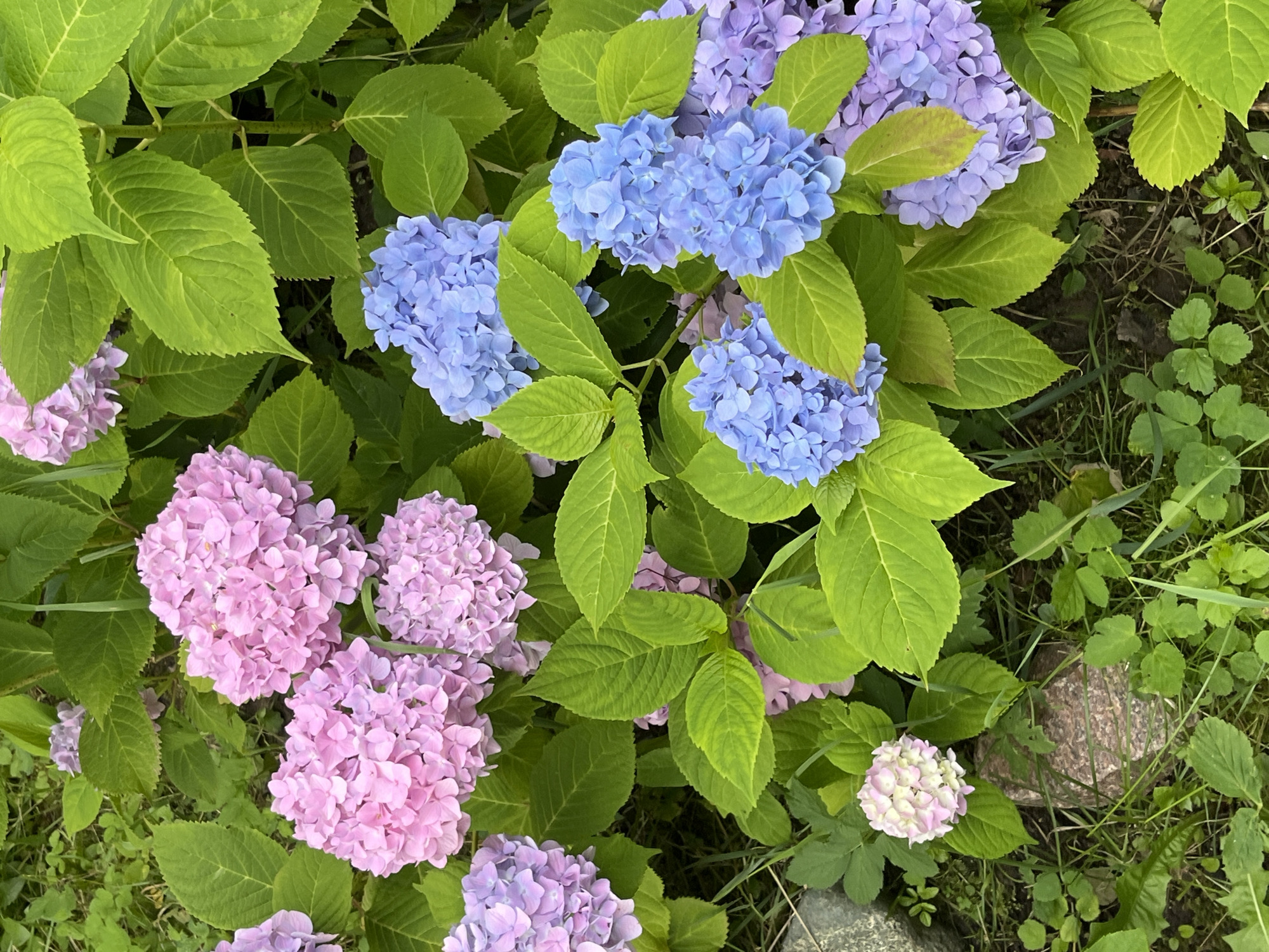This is a close-up, eye-level shot of hydrangea bushes with clusters of pink, purple, and blue flowers. The flowers are dense and spherical, with many small florets. The leaves are large, green, and serrated. The scene is set outdoors, with visible greenery and some rocks and soil on the ground. The lighting suggests it is daytime, likely overcast or in shade, as there are no strong shadows. There are no people or animals visible in the image. The image was taken in Pionersky, Russia, in a garden or natural setting.
