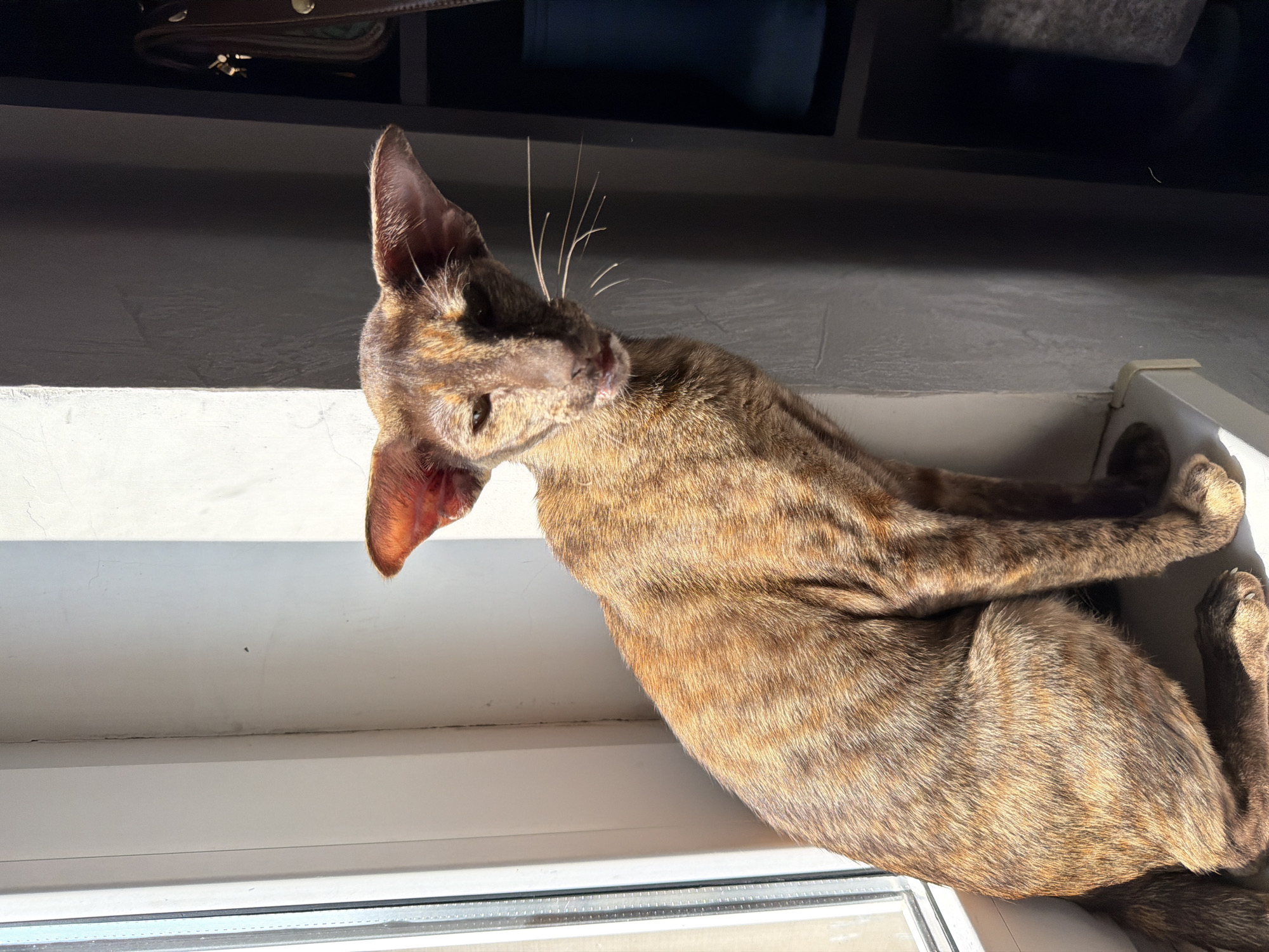 An Oriental Shorthair cat with a brown brindle coat is sitting on a windowsill. The cat is positioned to the left of the frame, facing towards the viewer with its head turned slightly. Its large ears are prominent, and its eyes are partially closed. The sunlight is casting a shadow on the right side of the cat and the wall behind it. The windowsill is white, and a window is visible on the left side of the image. To the right of the cat, a dark shelf is visible, with a blue boot and a bag on it. The scene appears to be indoors, possibly in an apartment or house, and there are no discernible landmarks or specific details to indicate the city of Chaikovsky, Russia.
