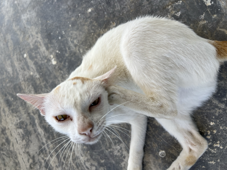 A cream-colored cat with amber eyes scratches its ear. The cat's fur is mostly cream, with light brown patches on its head and tail. The cat is lying on a gray surface. Its left paw is raised to its ear, and its whiskers are prominent. The cat's expression is alert, with its eyes focused forward.