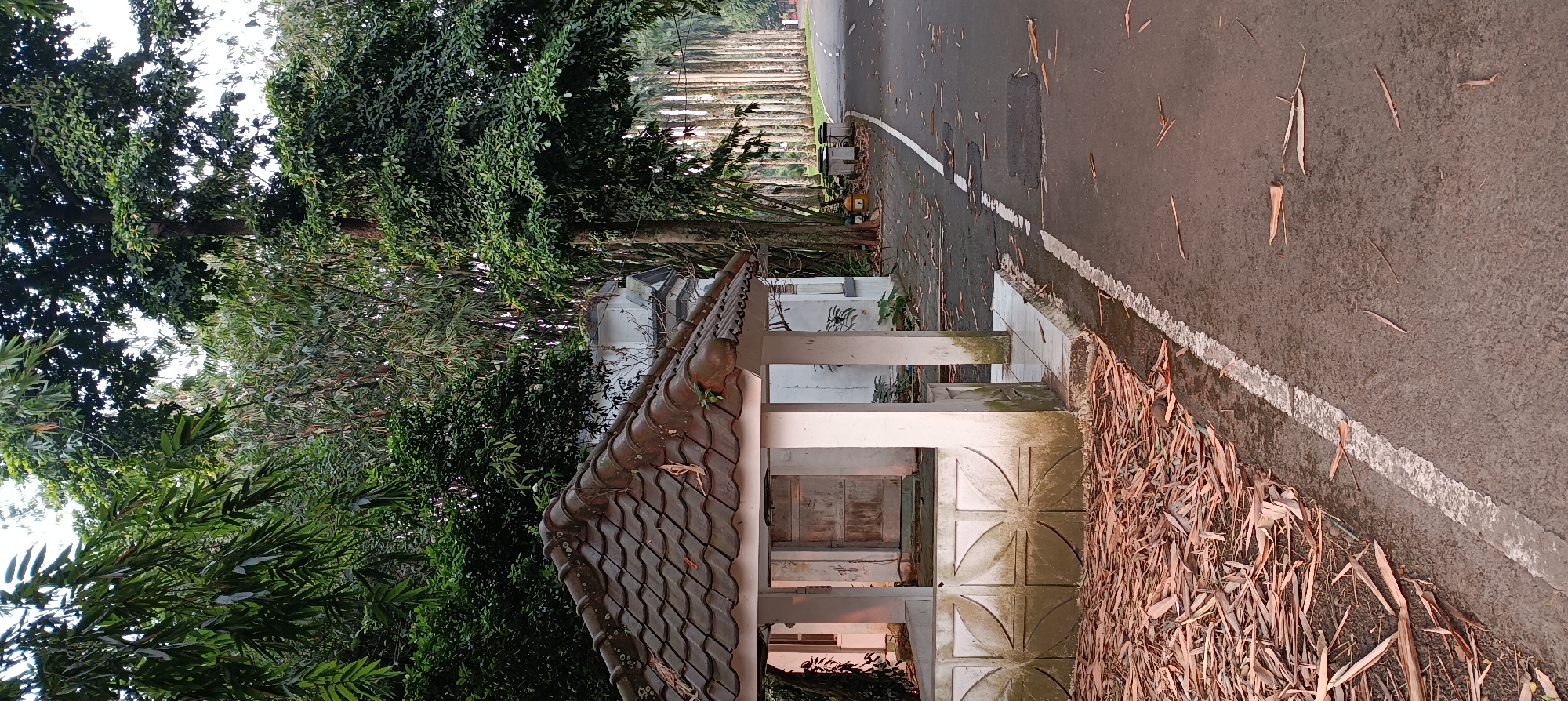 The image captures a roadside scene in Bogor, Indonesia, likely near a park or botanical garden given the lush vegetation. In the foreground, a small, weathered gazebo or shelter with a tiled roof stands beside a paved road. The structure is open-sided with white pillars and a decorative concrete base, suggesting it might be a rest stop or historical marker. Dry, fallen leaves and debris are scattered around the base of the shelter and along the edge of the road, indicating a natural or semi-natural environment.
The road itself is asphalt and features a white painted line marking its edge, with some potholes visible. To the right of the road, a line of tall, slender trees, possibly palm trees, creates a visually striking vertical element extending into the distance. The dense foliage of mature trees, including what appears to be bamboo, frames the scene from the left and above, creating a dappled light effect. In the background, a white building with dark trim is partially visible behind the shelter. The overall atmosphere is one of quietness and natural beauty, with a touch of abandonment suggested by the fallen leaves and the aged appearance of the shelter. No people are present in the frame.