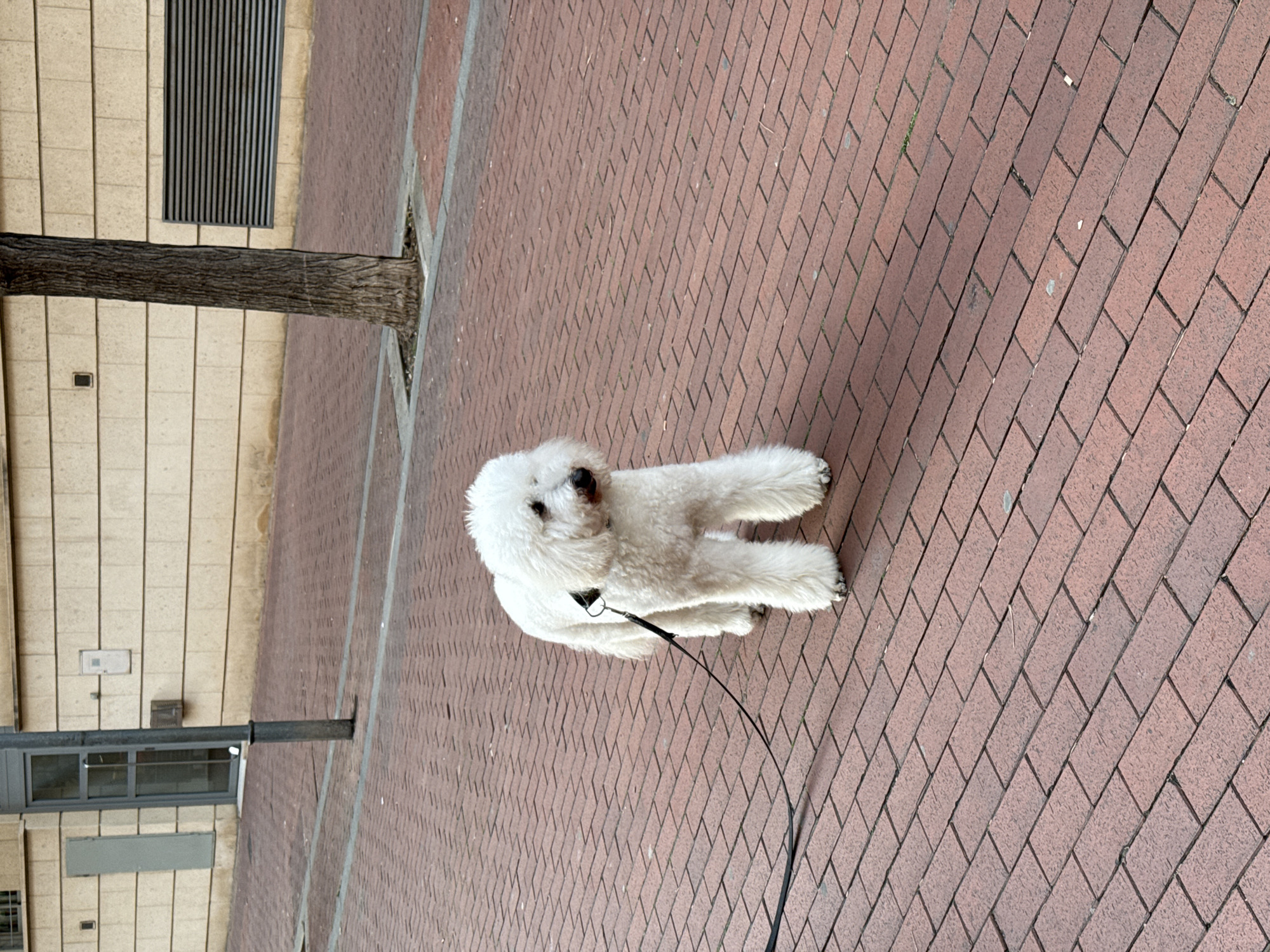 A white, fluffy dog, likely a Bichon Frise, stands on a red brick sidewalk. It's wearing a black collar and a black leash that extends towards the bottom right corner of the image. To the left, a tree trunk rises from the sidewalk next to a tan building with a metal grate vent and a window. The bricks are laid in a herringbone pattern. The scene is likely in Barcelona, Spain because of the bricks used on the sidewalk.