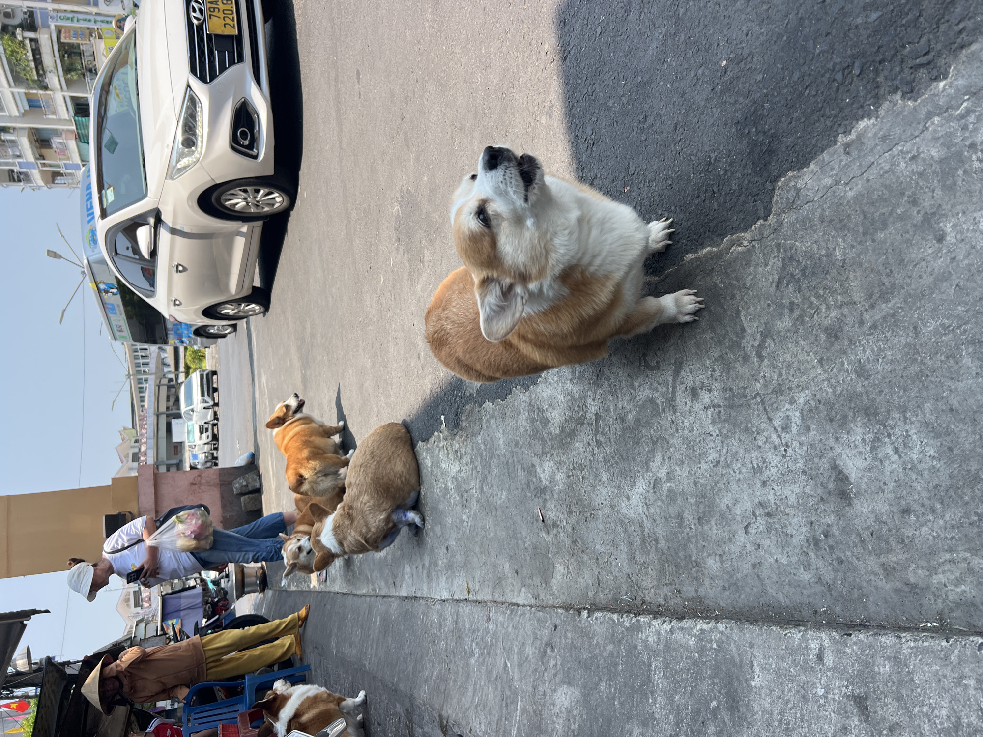 The image depicts a line of corgis on a street in Nha Trang, Vietnam. A white Hyundai taxi with license plate 79A-220.87 is partially visible at the top left corner. A person wearing a conical hat and yellow clothing is seated on a blue plastic chair. Another person in a white shirt and cap is looking at a phone while holding a plastic bag. The corgis are lined up along the sidewalk, with one looking up. The environment includes buildings and vehicles in the background, characteristic of an urban street scene in Nha Trang.