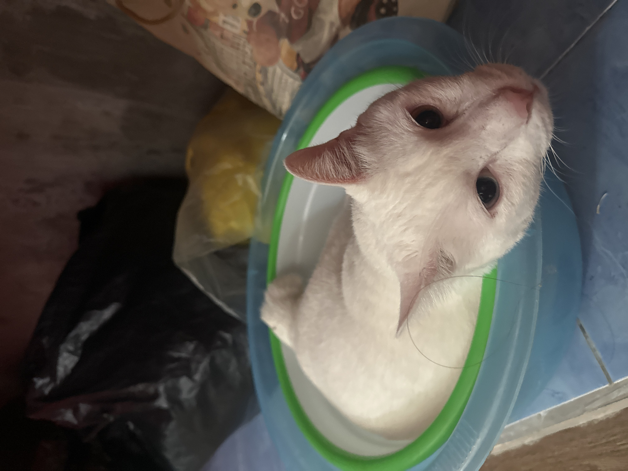 A white cat is curled up in a blue and green basin. The cat has pink ears and dark eyes. It is lying on its side, with its tail curled around its body. The basin appears to be made of plastic. In the background, there are several objects including a black plastic bag and a bag of what appears to be yellow rice. The floor tiles are blue. The overall scene suggests an indoor domestic setting, likely a home in Sukawati, Indonesia.