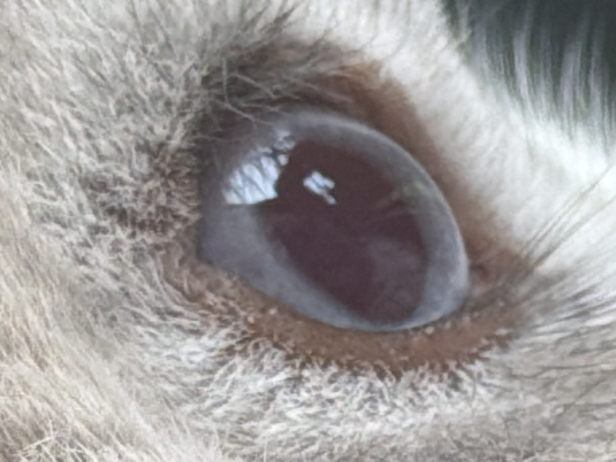 The image is a close-up, macro photograph of an animal's eye, possibly a cat or dog, with light-colored fur surrounding it. The eye itself is dark, with a visible pupil and iris. The surface of the eye appears slightly cloudy or iridescent, with reflections of light and possibly an external object. There are no visible humans or human-made objects in the image. The setting is an outdoor environment, as suggested by the reflections in the eye, but no specific location within the city of Pazardzhik, Bulgaria can be determined from the image.