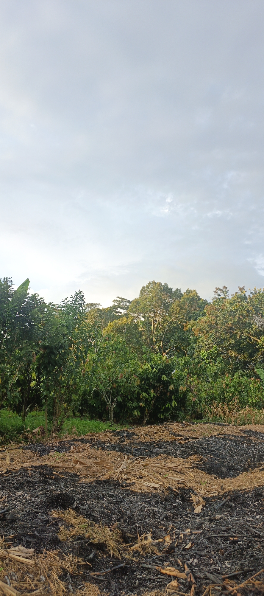 The image depicts an outdoor scene with a foreground of dried, burnt vegetation, characterized by black ashes and light brown straw-like material. Behind this cleared area, a dense line of various green trees and vegetation extends across the mid-ground, forming a natural backdrop. The trees are lush and varied in height and leaf density, suggesting a tropical or subtropical environment. In the upper portion of the image, a pale sky with scattered clouds fills the frame, indicating overcast or early morning/late evening light conditions. The overall impression is one of a rural or agricultural landscape, potentially a forest edge or a cleared field adjacent to a wooded area. The scene is located in Cinta Dame, Indonesia.