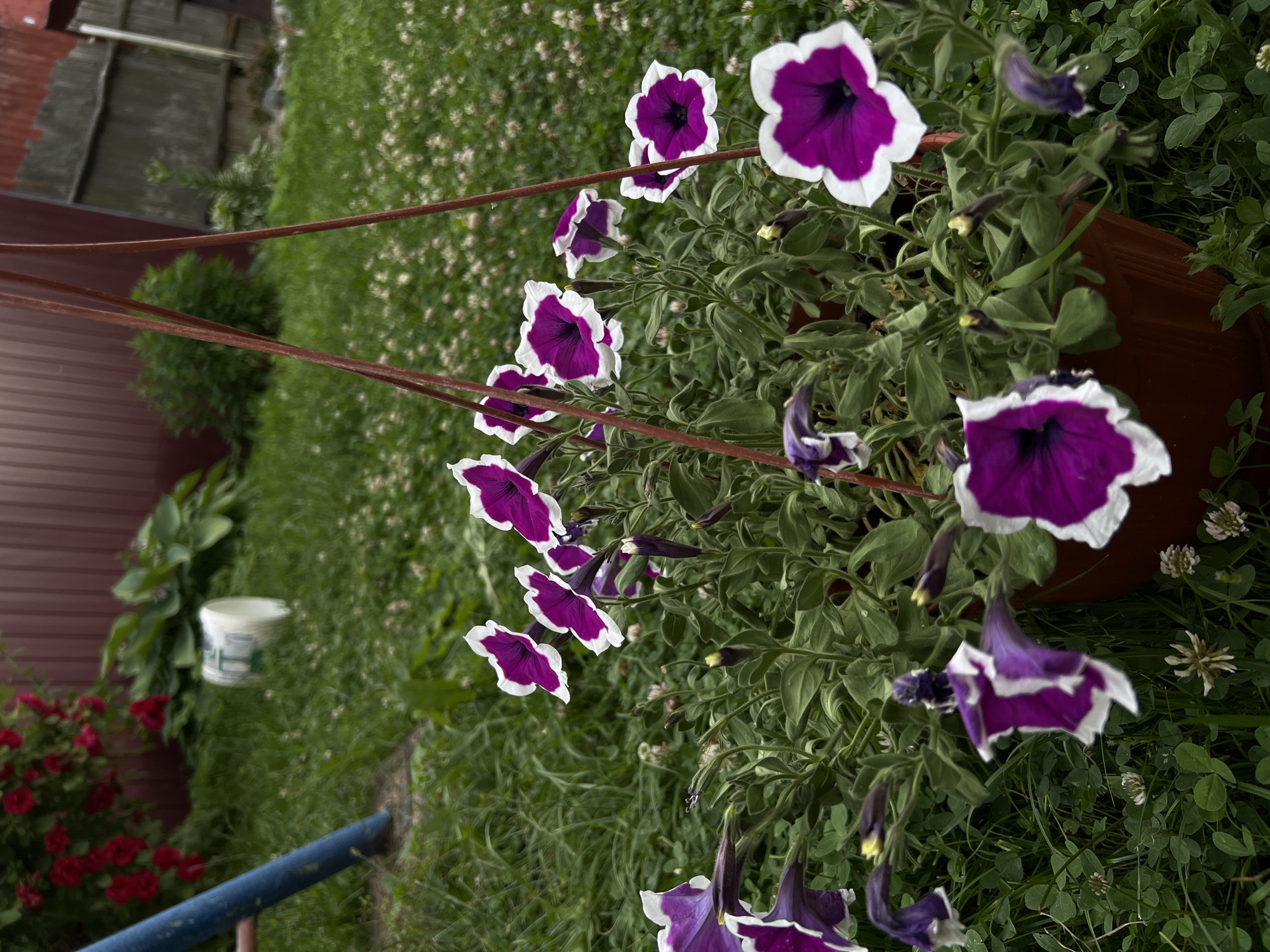 This media file is an outdoor, eye-level shot of a hanging planter filled with vibrant purple and white petunias. The planter itself is brown and appears to be made of terracotta. Several petunias are in full bloom, their petals a deep purple with striking white edges. Others are still in bud, some partially open, revealing yellow tips. The plants are lush with green foliage.
The background suggests a garden or yard setting in Afanasyevo, Russia. To the left, a dark red, corrugated metal fence is visible, along with a large green plant and a white bucket or container with blue markings. Further in the background, there's a grassy area dotted with small white flowers, possibly clover. Two brown hanging rods from the planter extend out of frame towards the top left. The overall impression is one of a well-maintained outdoor space, likely in a residential area, during the daytime. The lighting appears natural, indicating it's likely daytime, with no obvious signs of specific weather conditions like rain or strong sun, suggesting a generally pleasant day. There is no visible text in the image.