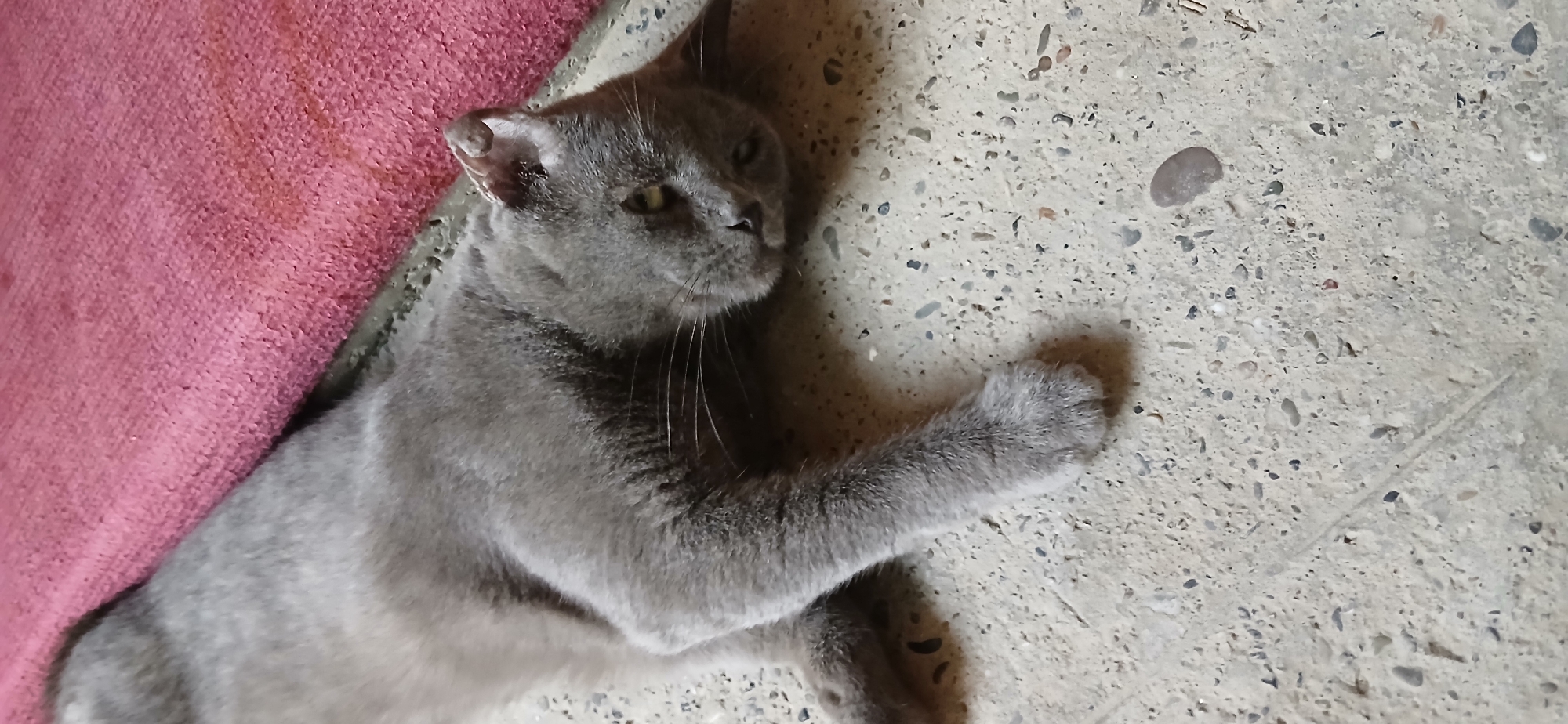 A gray cat lies on a speckled concrete floor next to a pink fabric. The cat is positioned on its left side, with its head turned towards the right. Its eyes are partially closed, and its mouth is slightly open. The cat's paws are splayed out, with the right paw closer to the viewer and resting on the concrete. The pink fabric is textured and appears to be a rug or blanket. The concrete floor shows variations in color and contains small pebbles. The image is taken from a slightly elevated angle, looking down at the cat. There is no visible indication of the location being in Charshanba, Uzbekistan.