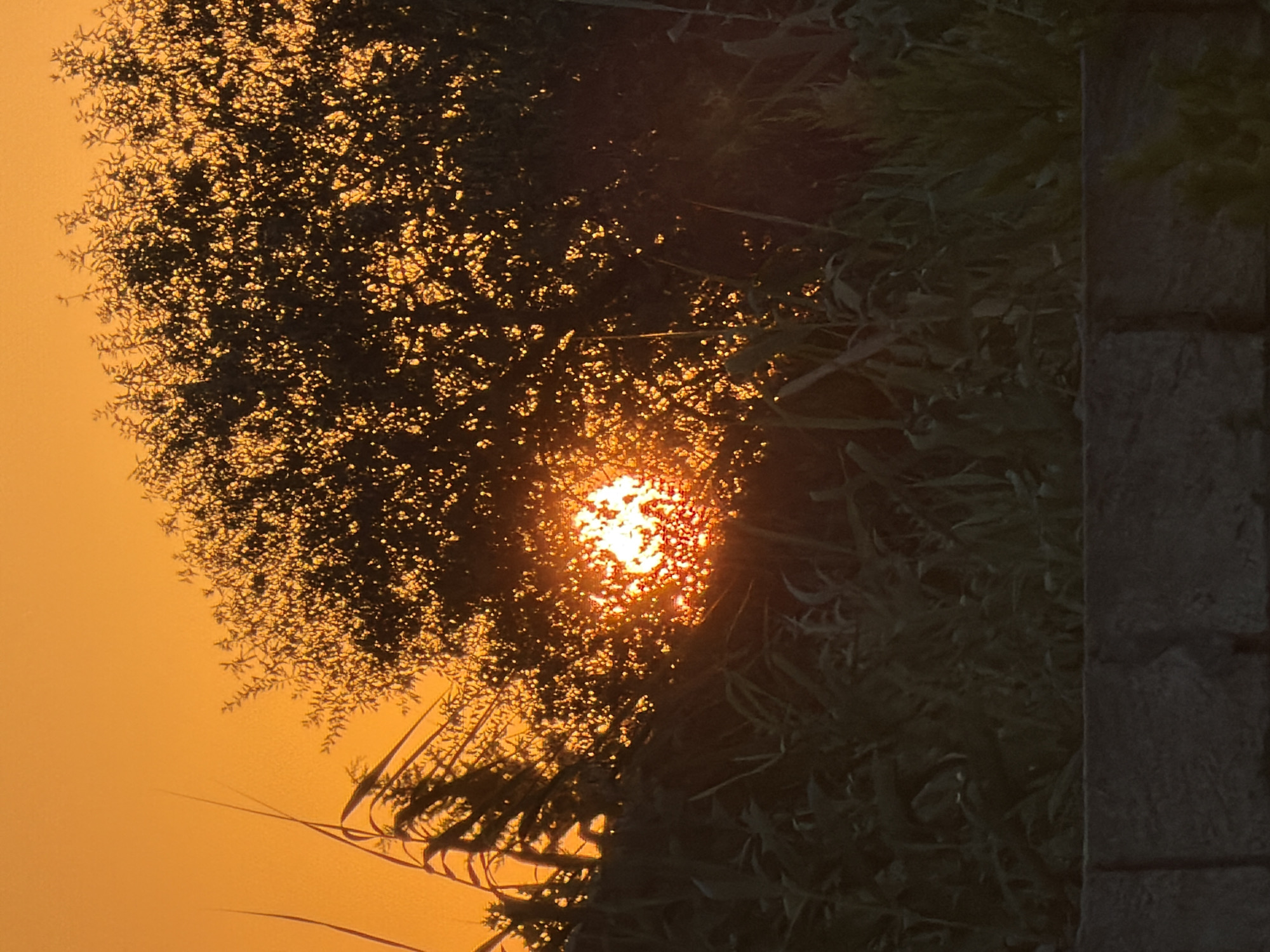 The image shows a sunset in Sabirabad, Azerbaijan. The sun is partially obscured by a tree, casting a warm orange glow over the scene. The foreground is filled with dark green foliage, and a stone wall runs along the bottom of the image. There are no people or animals visible.