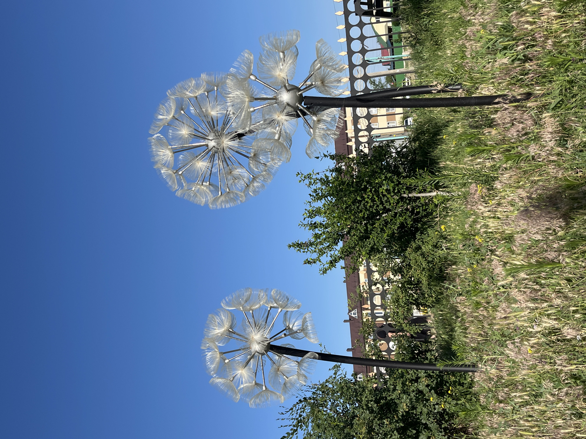 In Krasnyye Barrikady, Russia, on a clear, sunny day, two large, stylized dandelion sculptures stand tall in a grassy field. The sculptures are made of white, feathery material radiating from a central metallic sphere, resembling the seed heads of dandelions. They are mounted on black poles. The field in the foreground is filled with dry grasses and scattered yellow wildflowers. Behind the sculptures and field, a green hedge is visible, and further back, a building with a brown roof and several windows is partially obscured by the hedge and fence. A decorative black metal fence with circular cutouts runs along the middle ground. The sky above is a vibrant, cloudless blue.