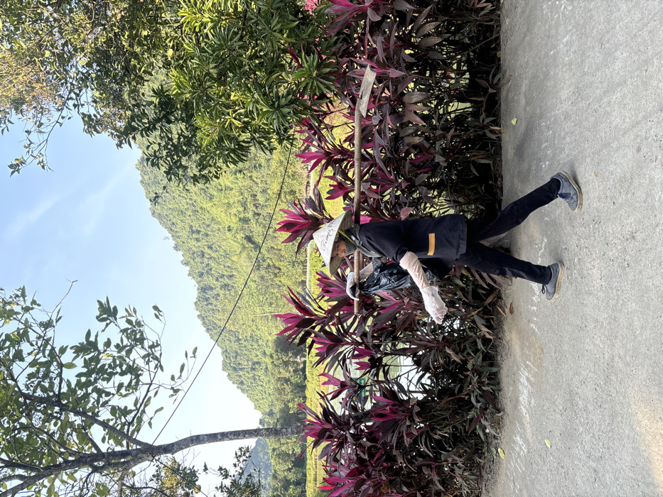 A person is depicted in profile, walking left-to-right on a light grey paved surface under a clear blue sky in Yên Sơn Ward, Vietnam. The individual wears a conical straw hat (nón lá) with visible text, a dark-colored short-sleeved shirt with light-colored trim, dark long pants, and dark blue sneakers. Clear disposable gloves are on both hands, and a light face covering is visible beneath the hat. A wooden pole is carried across the right shoulder, from which a black plastic bag hangs. Behind the individual, a dense row of plants with vibrant dark red-purple foliage (likely Cordyline fruticosa) lines the path, beyond which a body of water with indistinct structures is visible. The background features large, verdant, tree-covered mountains beneath a cloudless sky, with utility lines crossing horizontally. Trees with green foliage are present on the far left and right sides of the image.